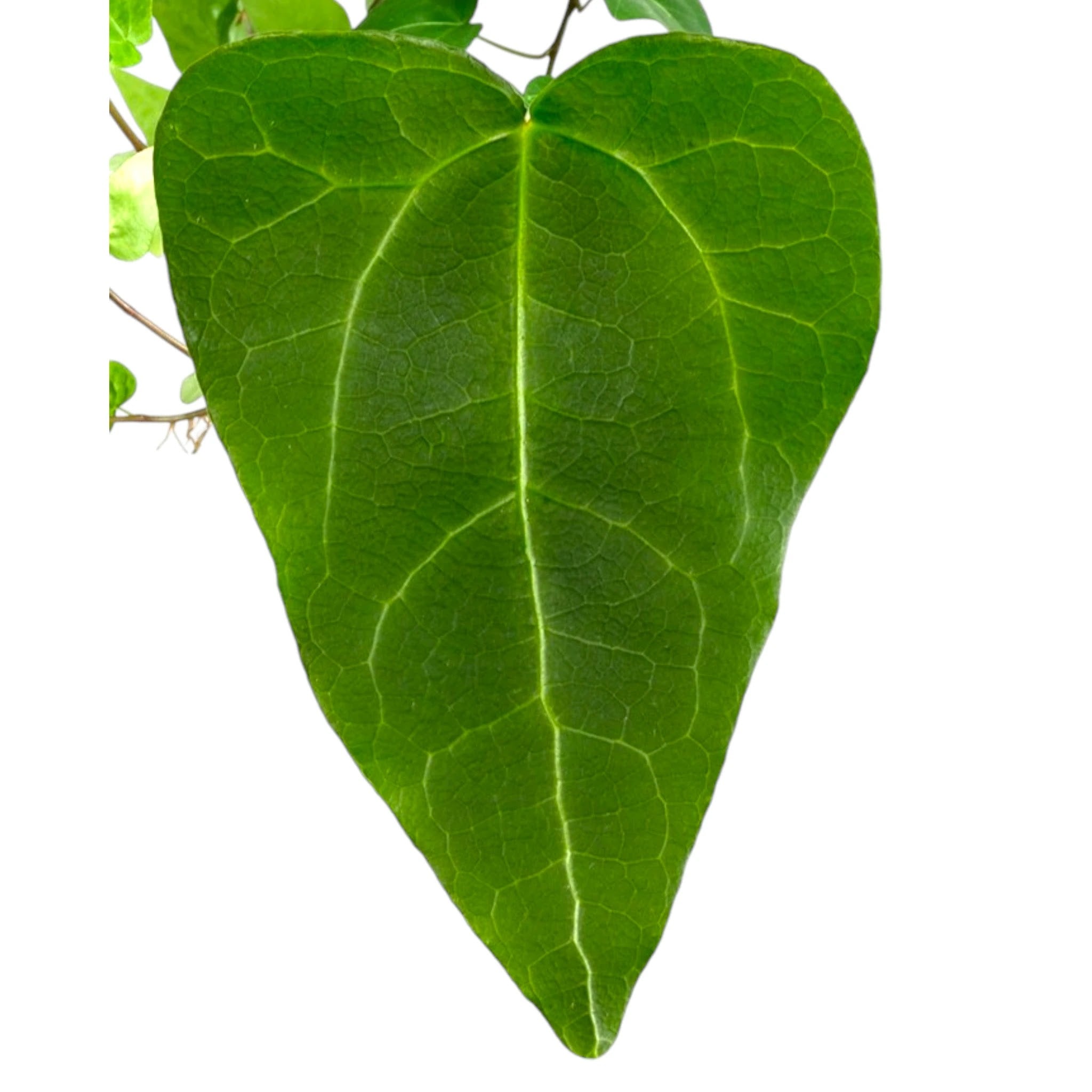 Edera Hedera helix Mein Herz con foglie a forma di cuore in vaso bianco su tavolo