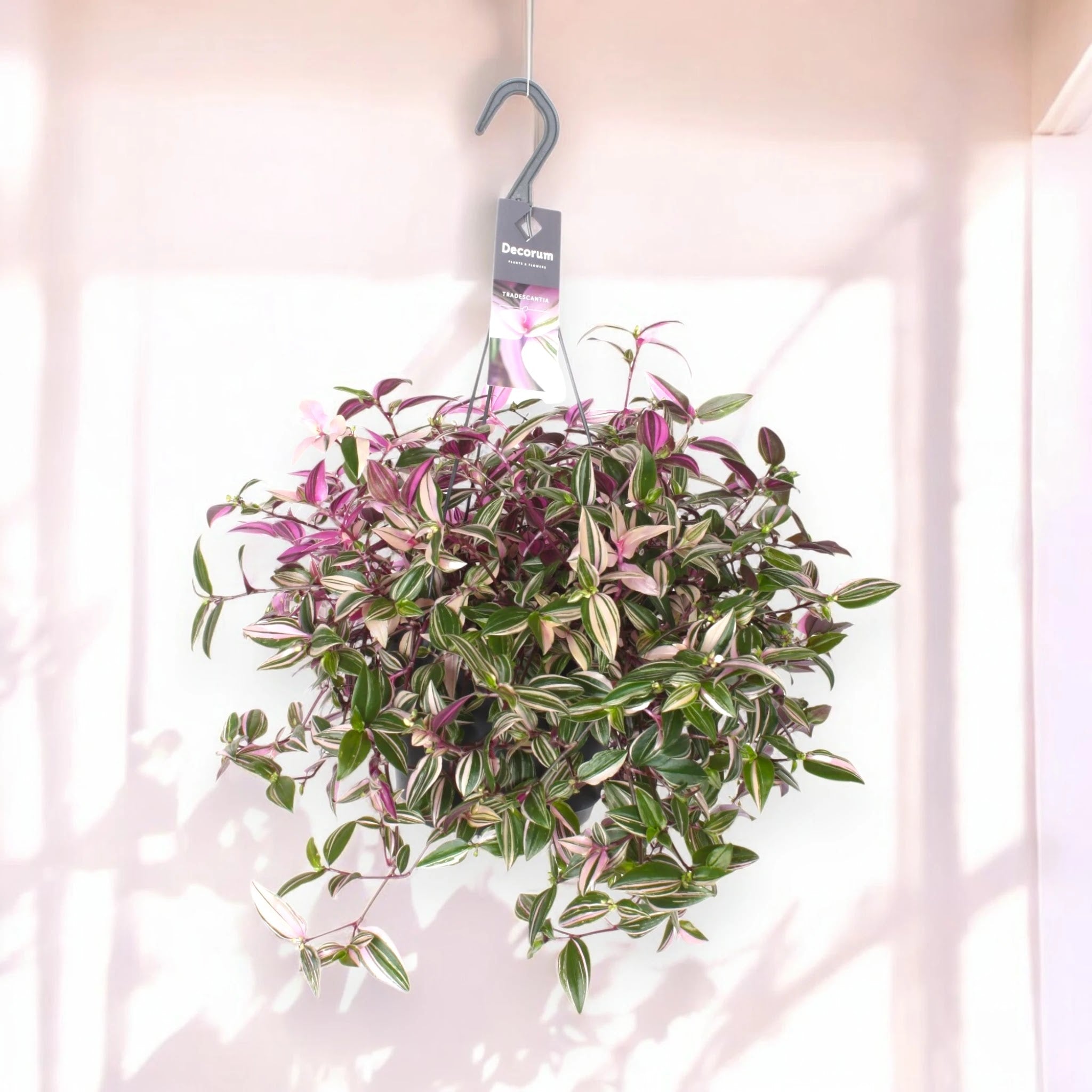 Dettaglio foglie Tradescantia Quadricolor con striature multicolore rosa cremisi bianco e verde