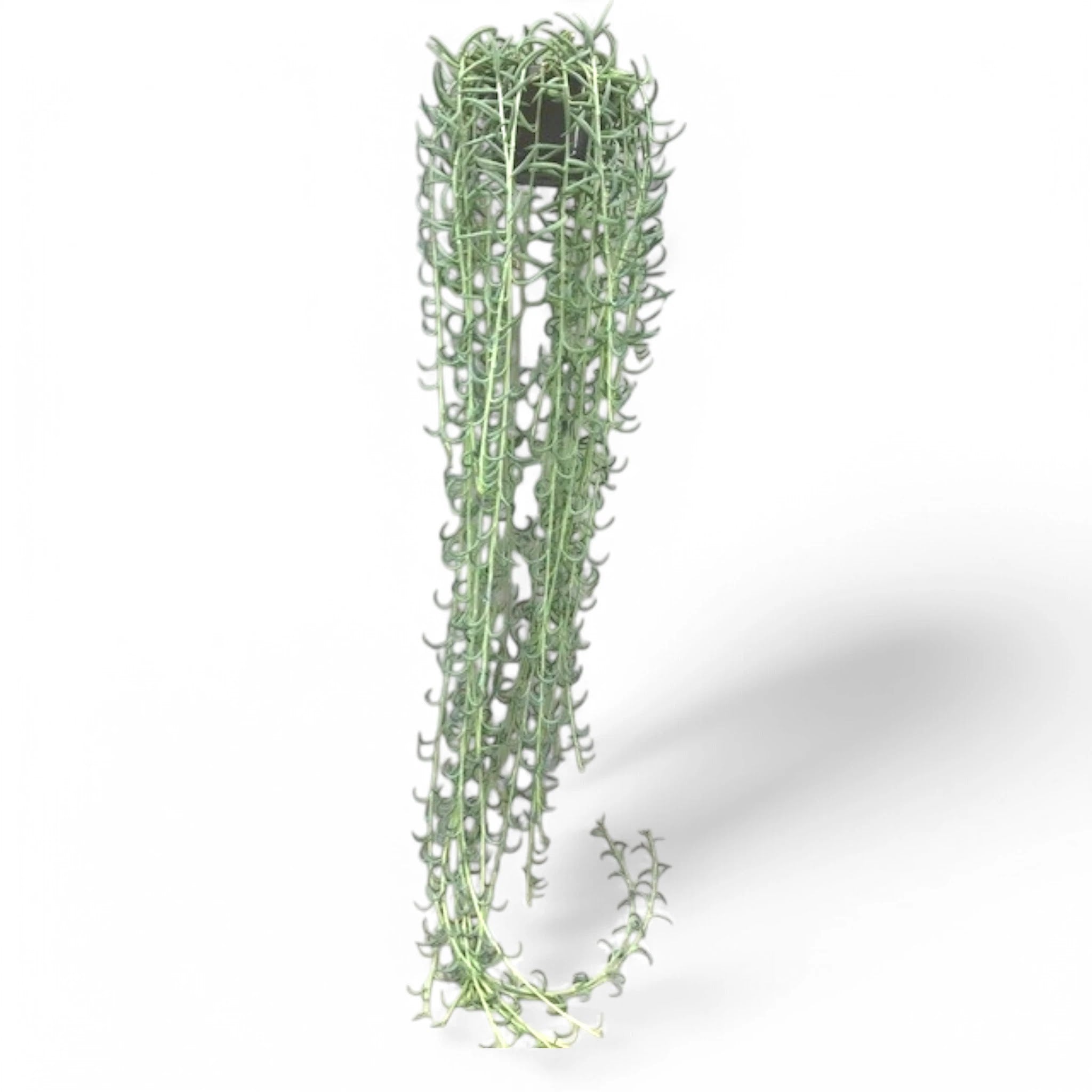 Senecio radicans in vaso con fusti ricadenti e foglie succulente a forma di banana