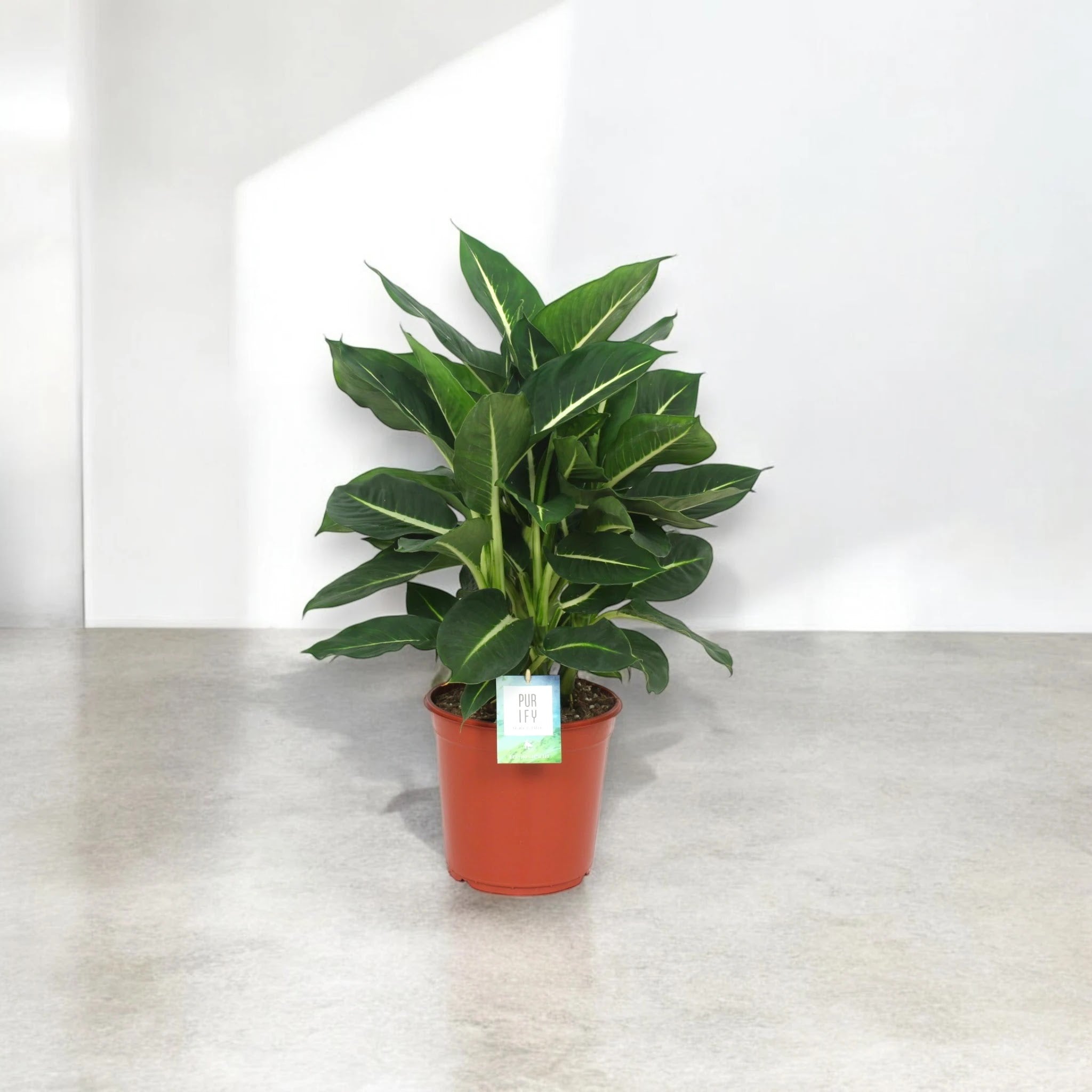 Dieffenbachia 'Green magic'