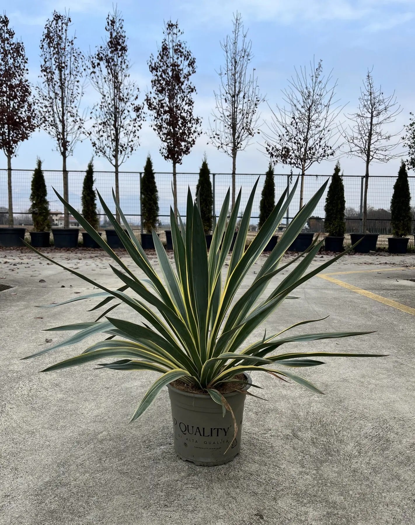 Dettaglio foglie Yucca Gloriosa Variegata con striature crema sui margini verdi