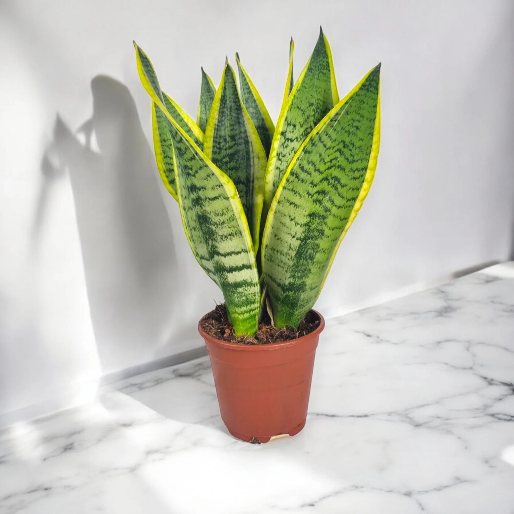 Sansevieria trifasciata 'Futura Superba'