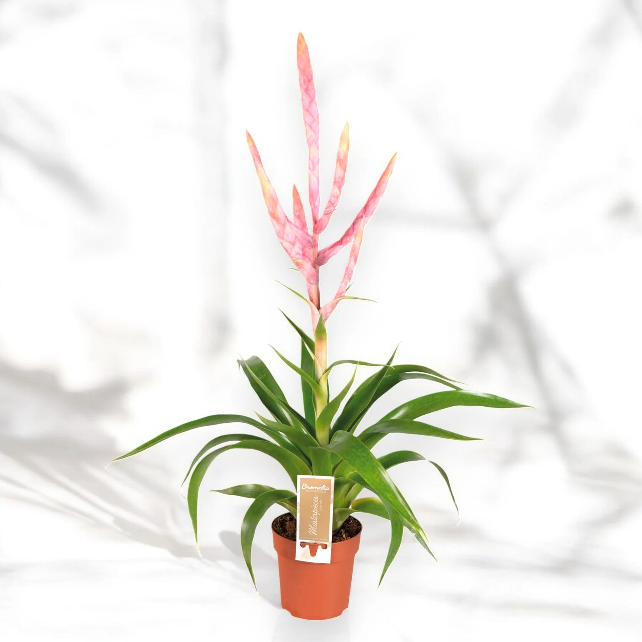 Dettaglio delle foglie argentate vellutate della Tillandsia 'Dolce' con tricomi visibili