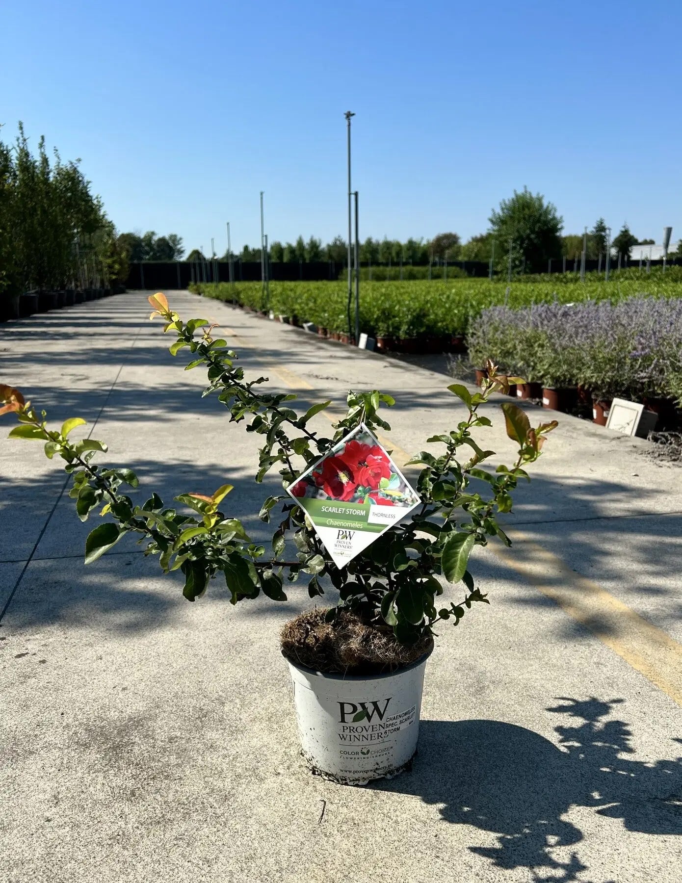 Fior di Pesco - Chaenomeles speciosa 'Scarlet Storm'