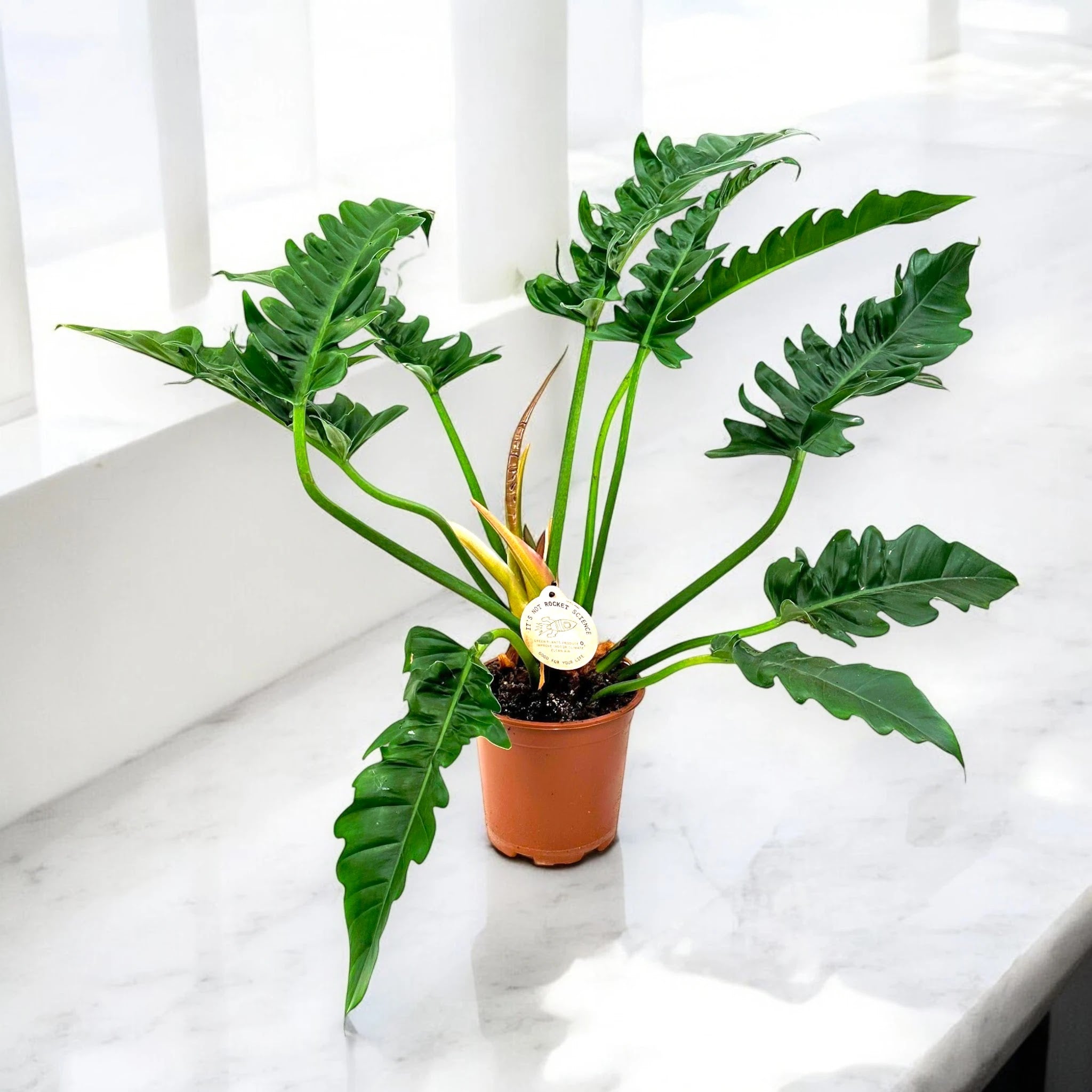 Philodendron 'Tigertooth'