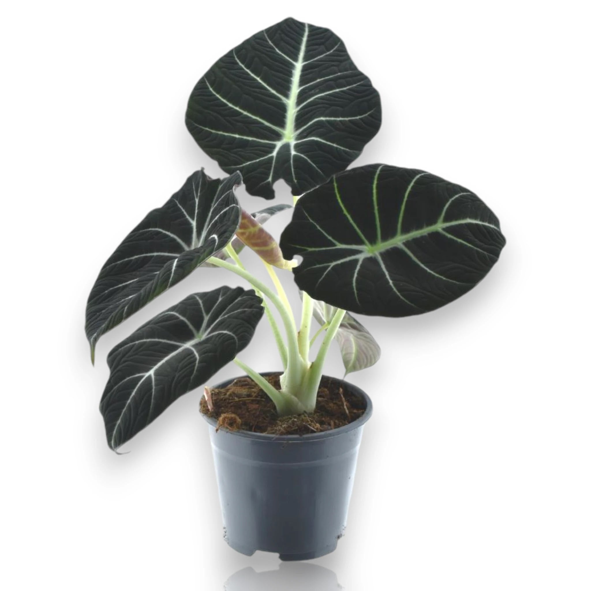 Alocasia Black Velvet in vaso, pianta da interno con foglie nere vellutate e venature argentate