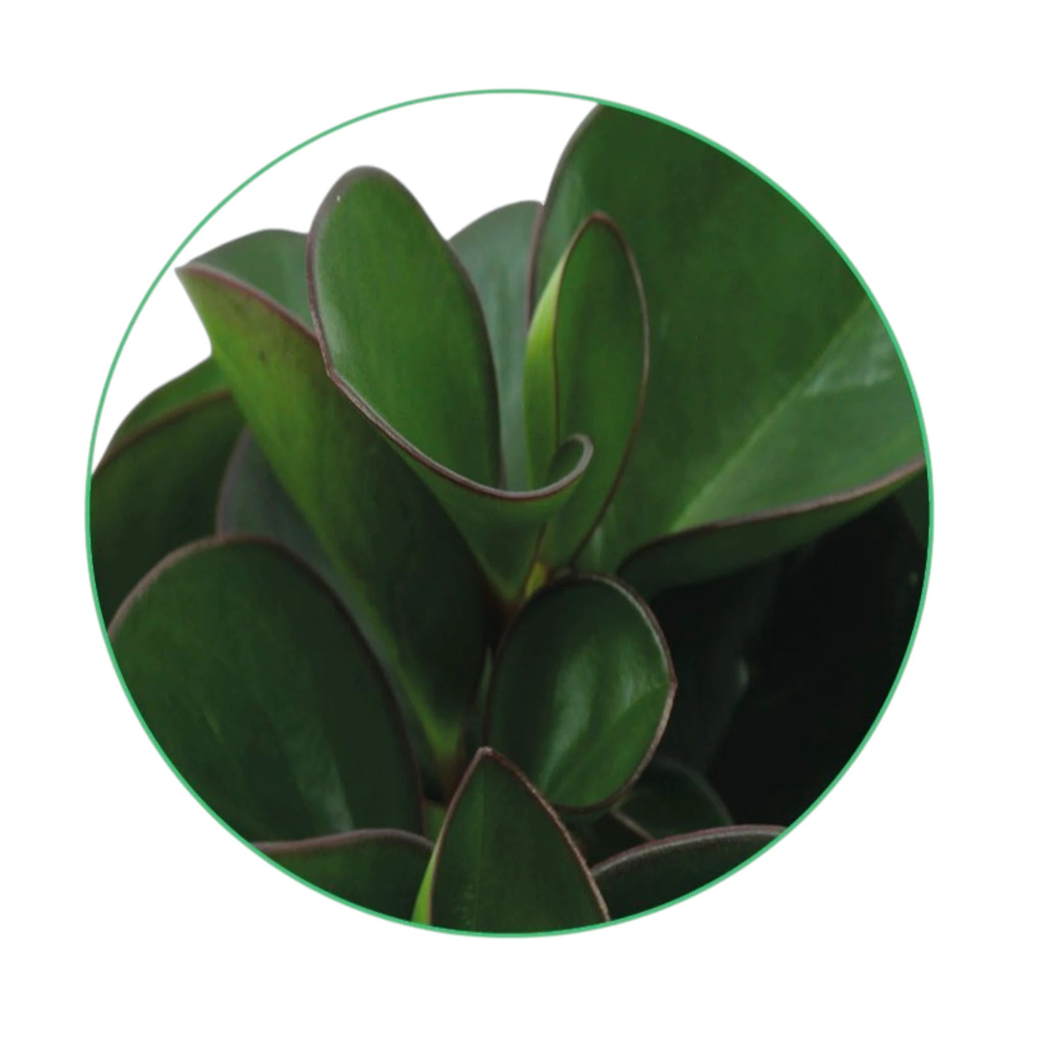 Dettaglio foglie carnose lucide della Peperomia Burning bush con sfumature rosse