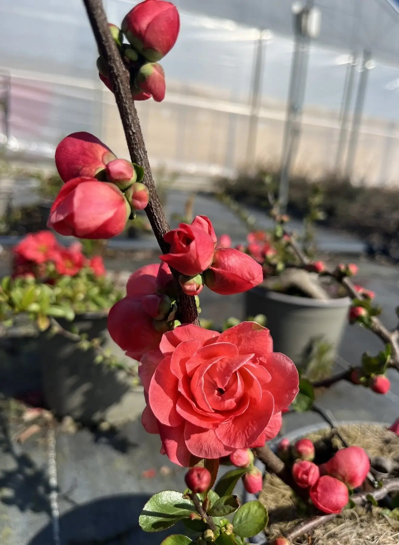 Fior di Pesco - Chaenomeles speciosa 'Pink Storm'