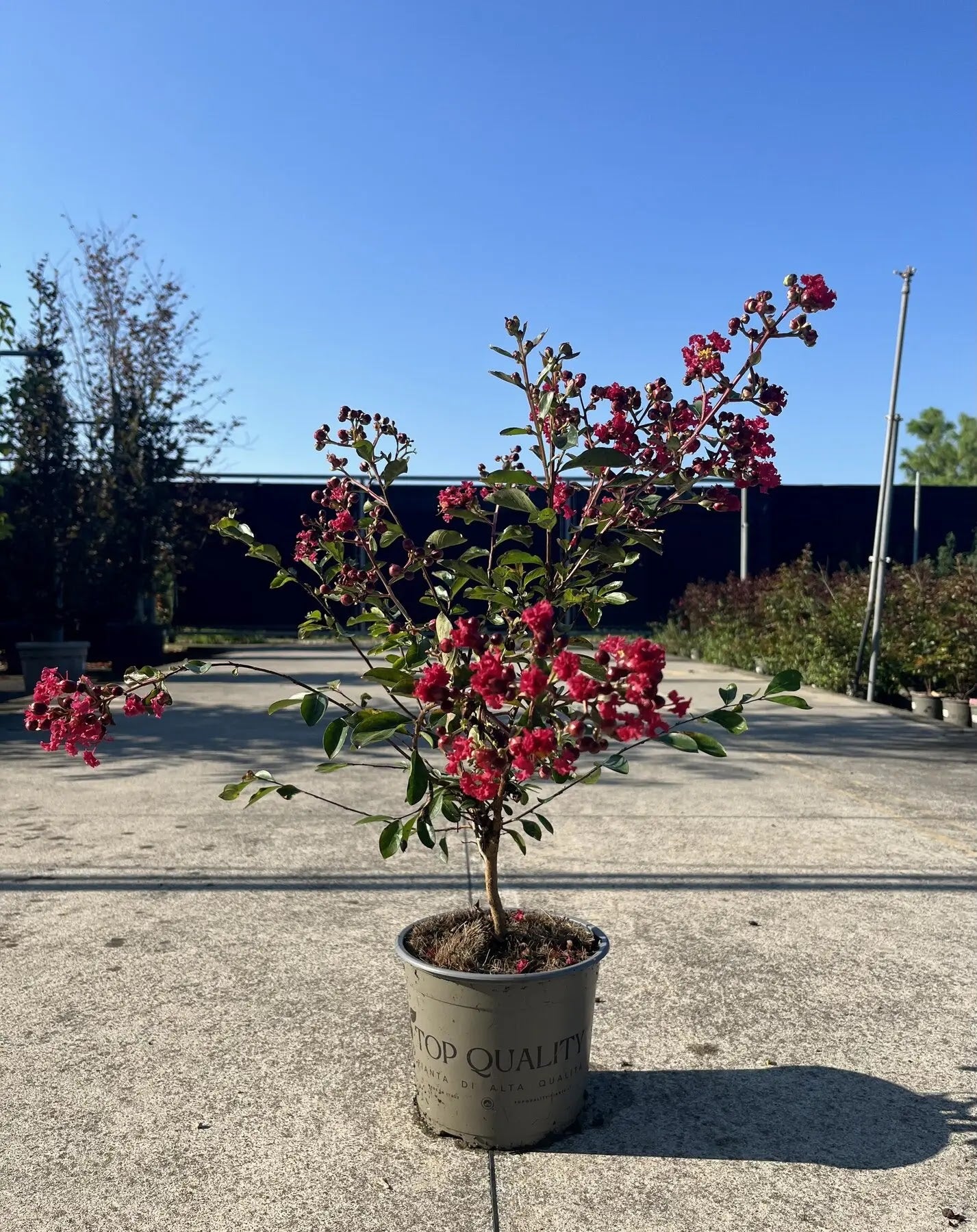Dettaglio fiori rossi increspati di Lagerstroemia indica Petite Red