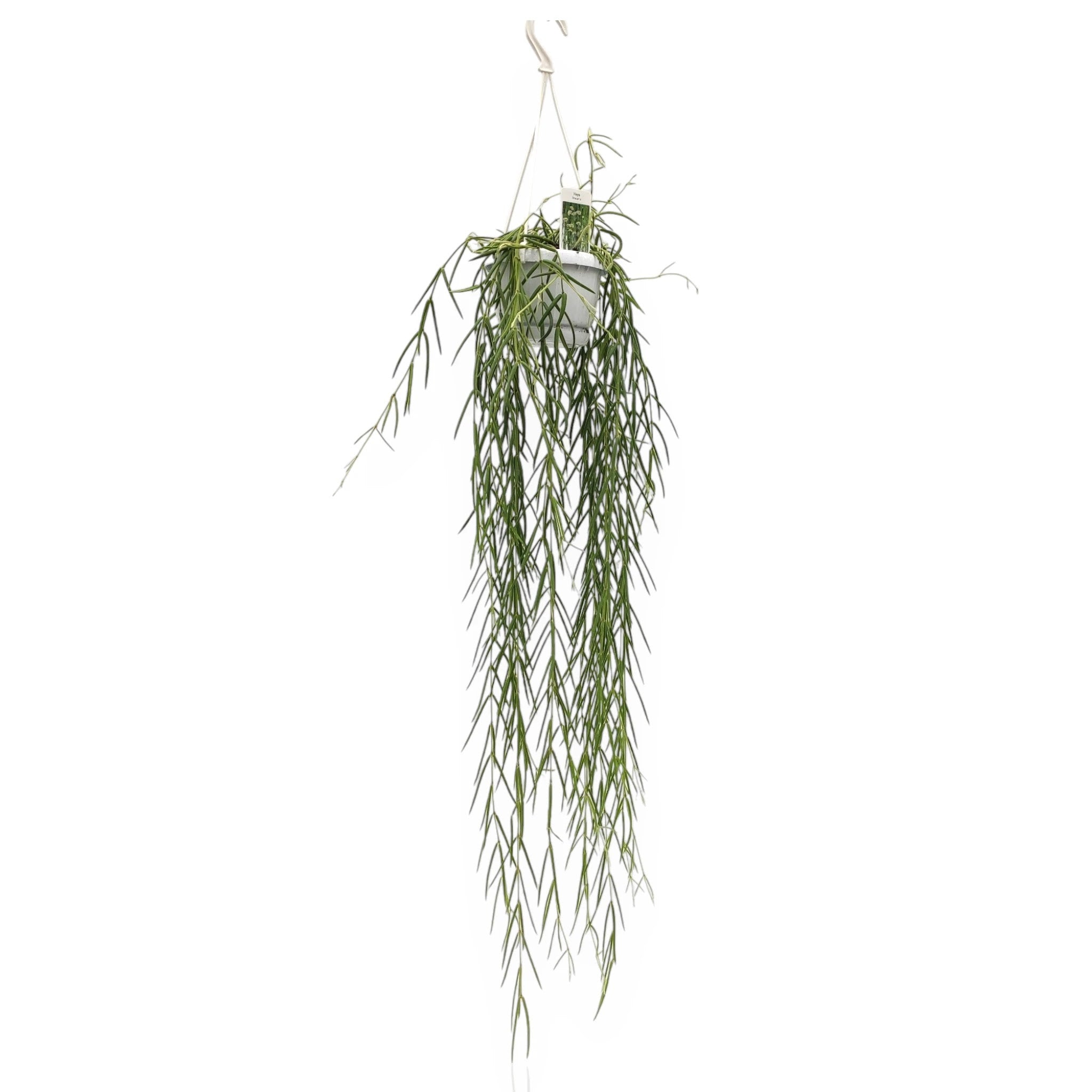 Hoya linearis in vaso sospeso con rami ricadenti e foglie lineari verdi