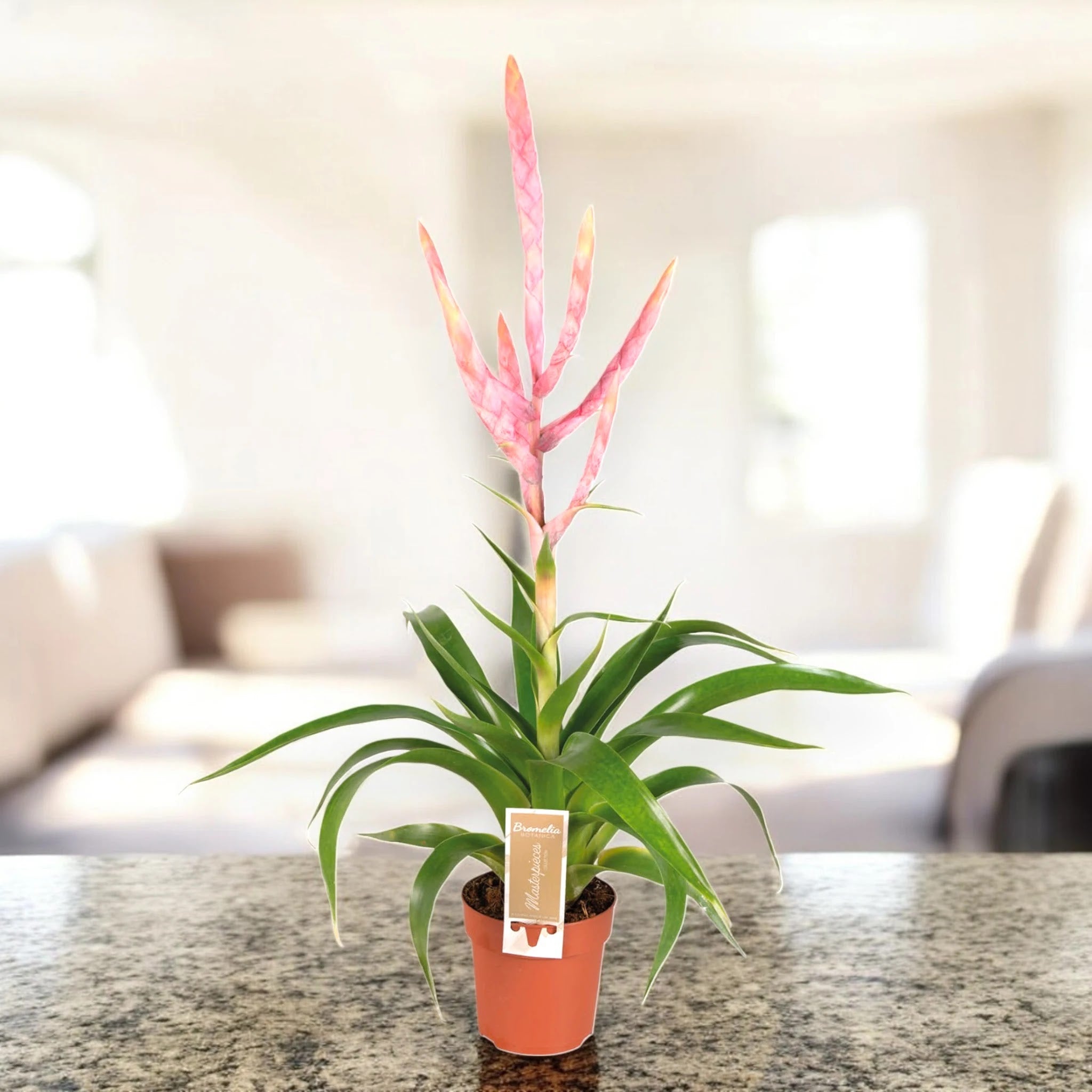 Tillandsia 'Dolce'