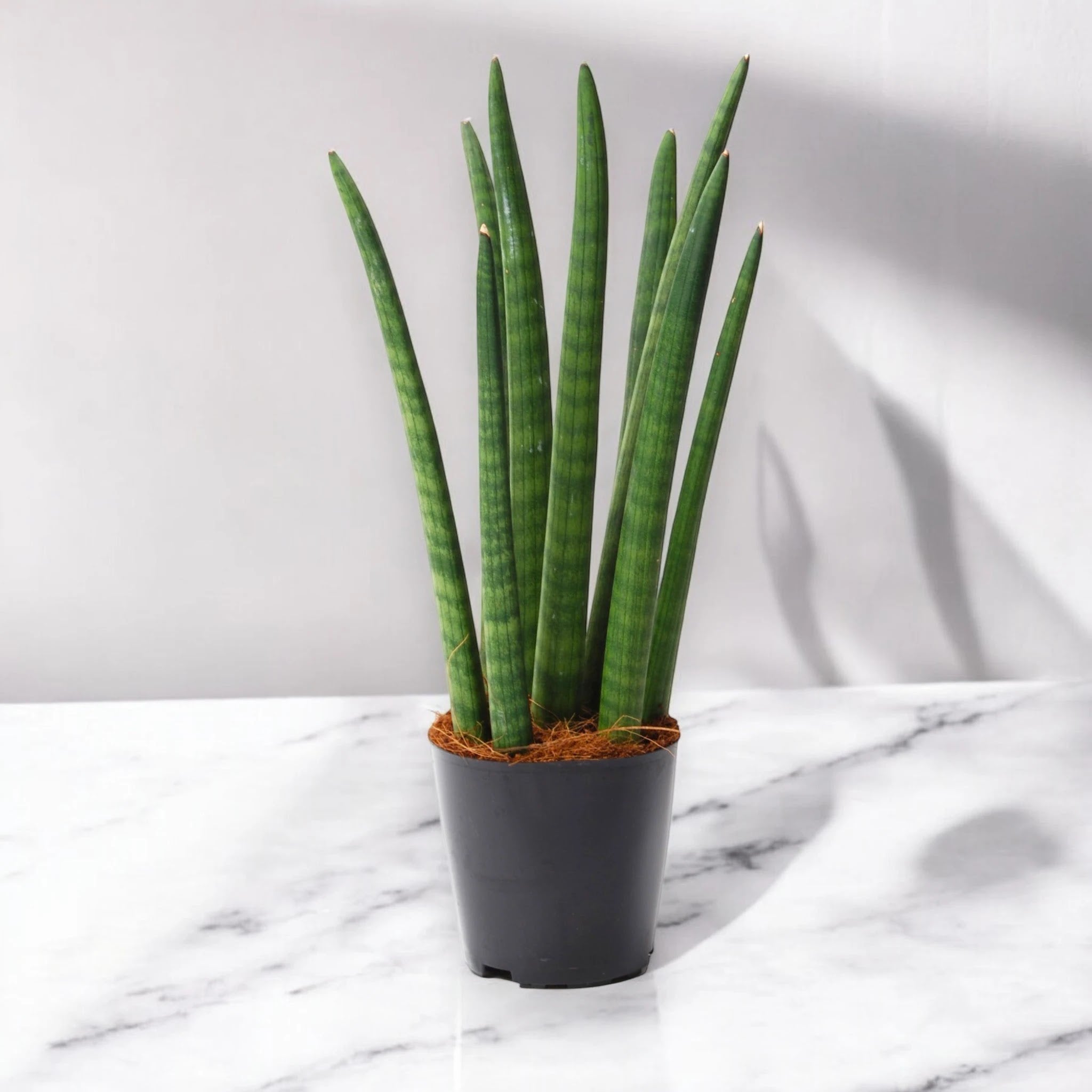 Sansevieria cylindrica 'Spaghetti'