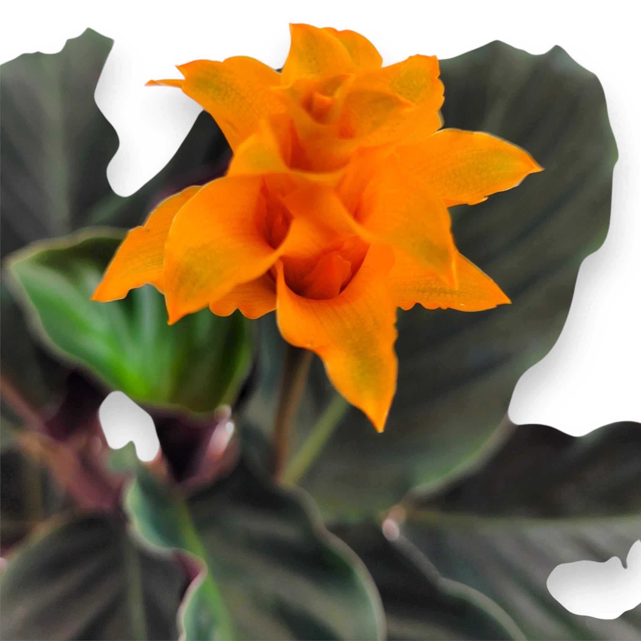 Calathea crocata Tassmania con fiori arancioni e foglie verdi scure in vaso da interno
