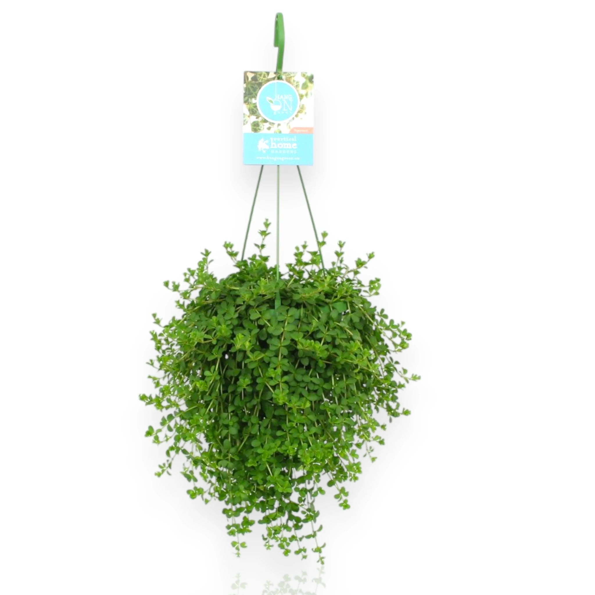 Peperomia Isabelle con foglie carnose variegate in vaso da interno, pianta compatta decorativa