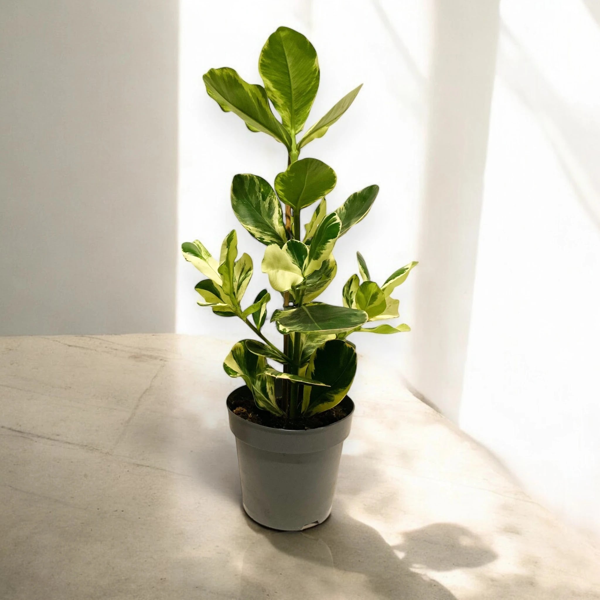 Clusia rosea White Star in vaso, pianta grassa da interno con foglie verdi e venature bianche