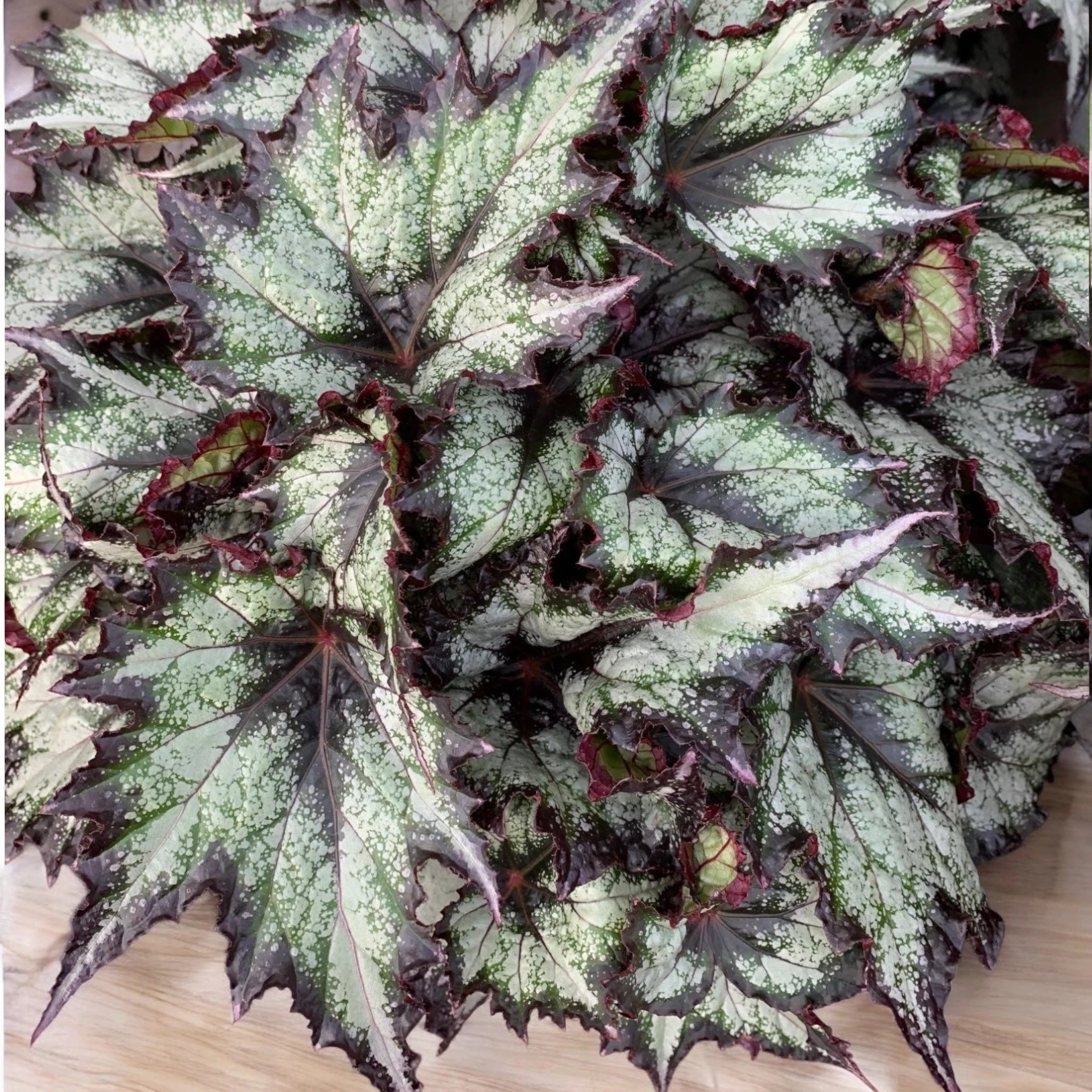 Begonia rex 'Green Valley'