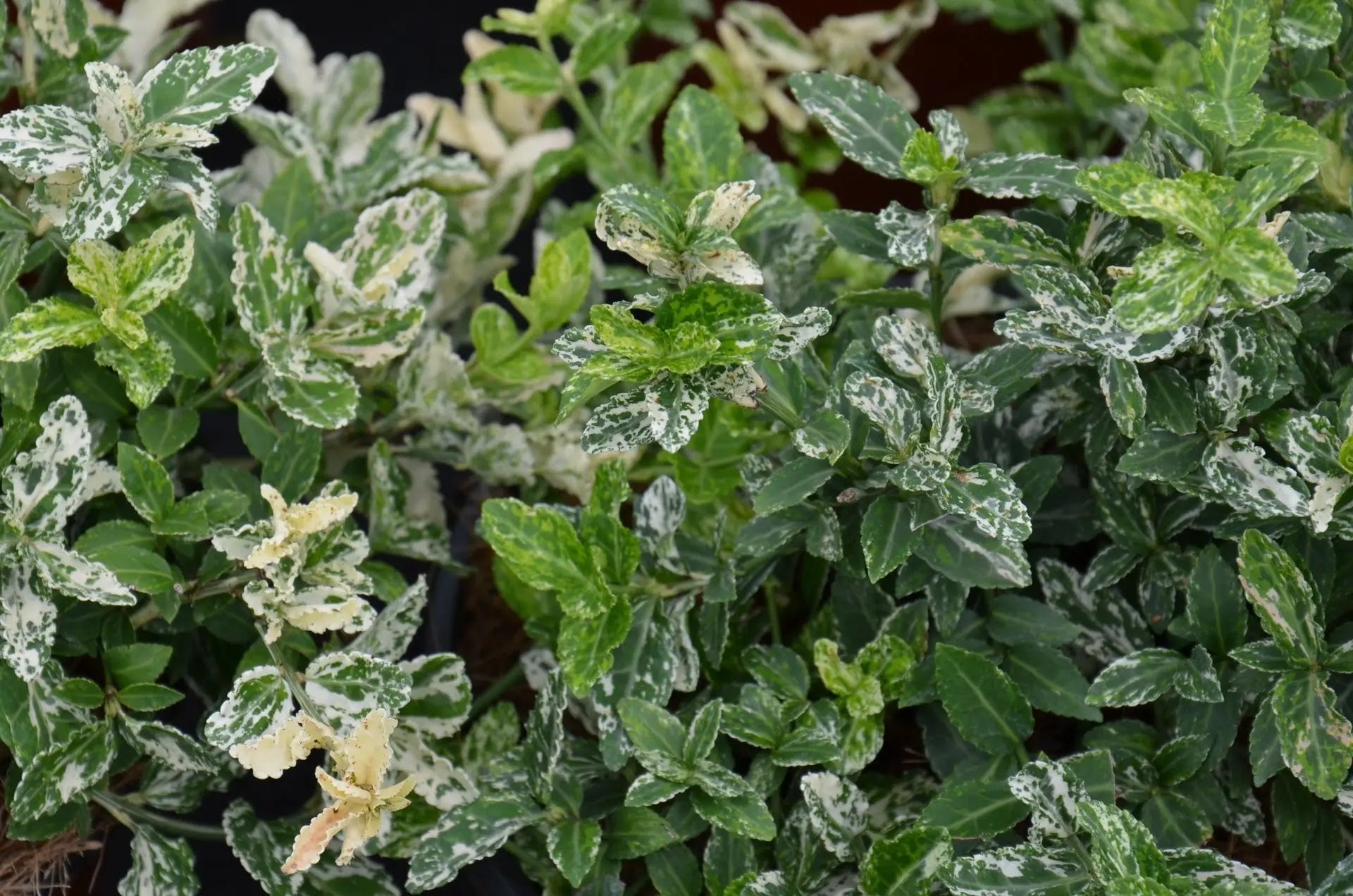 Euonymus fortunei Harlequin arbusto prostrato con fogliame variegato bianco verde in giardino
