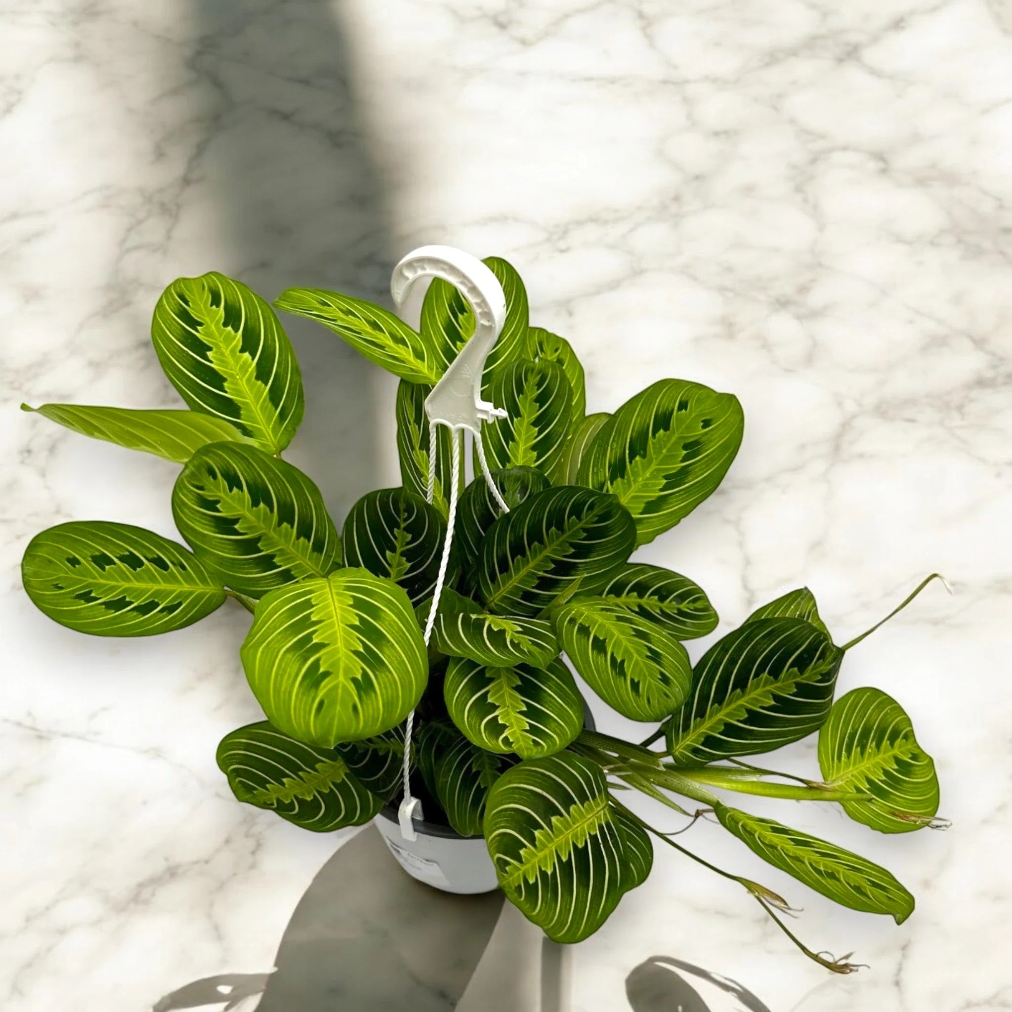 Maranta leuconeura 'Lemon Lime'