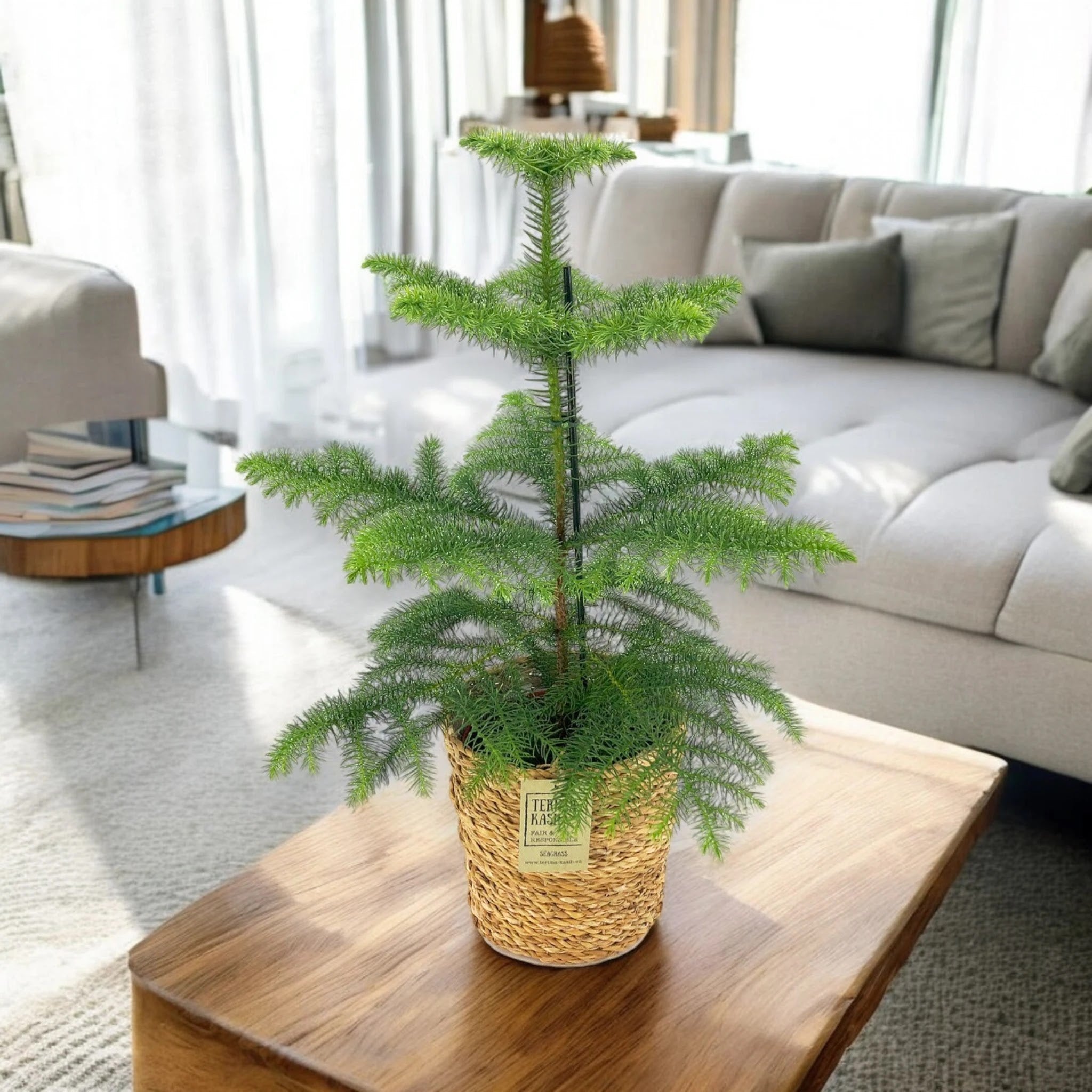 Araucaria