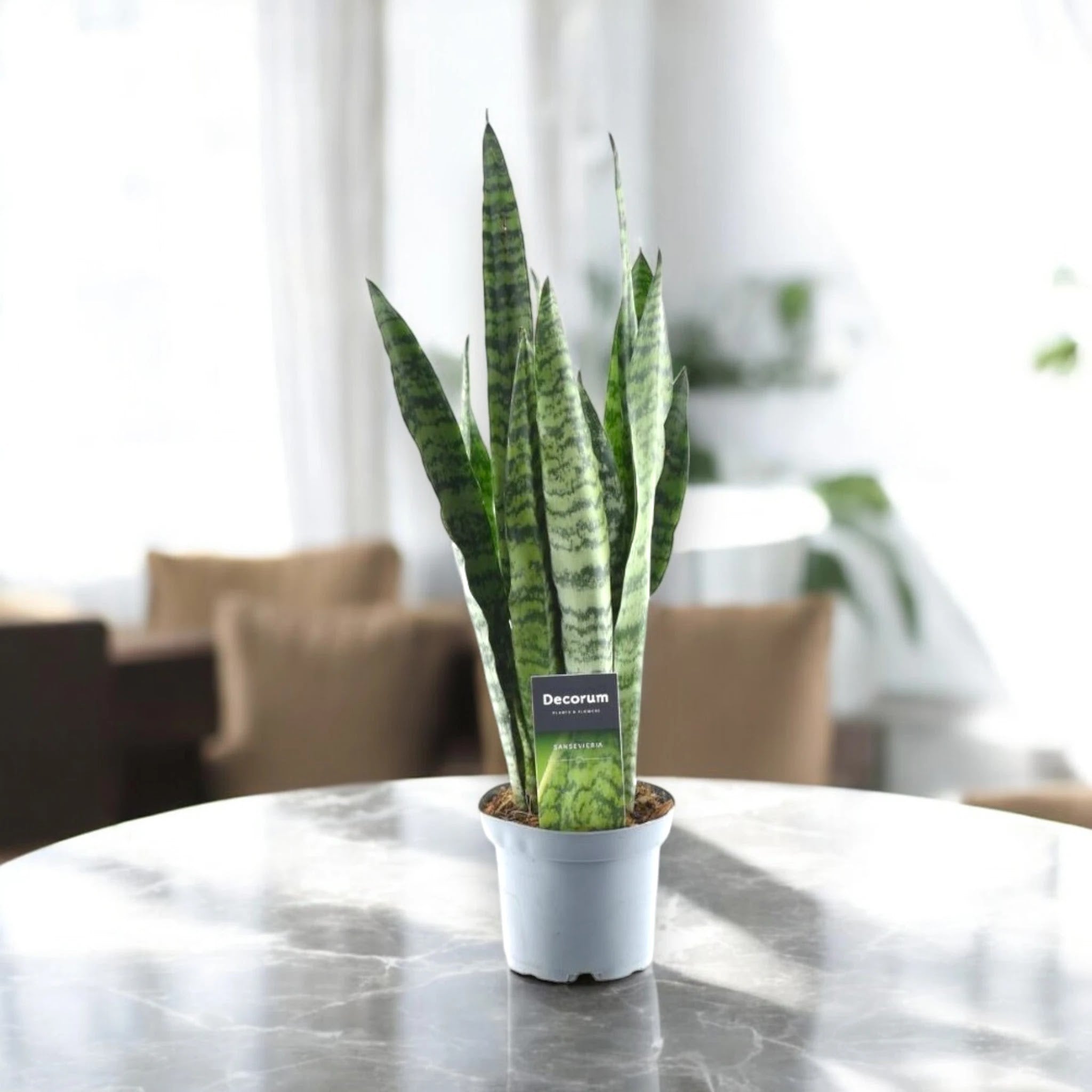 Sansevieria zeylanica