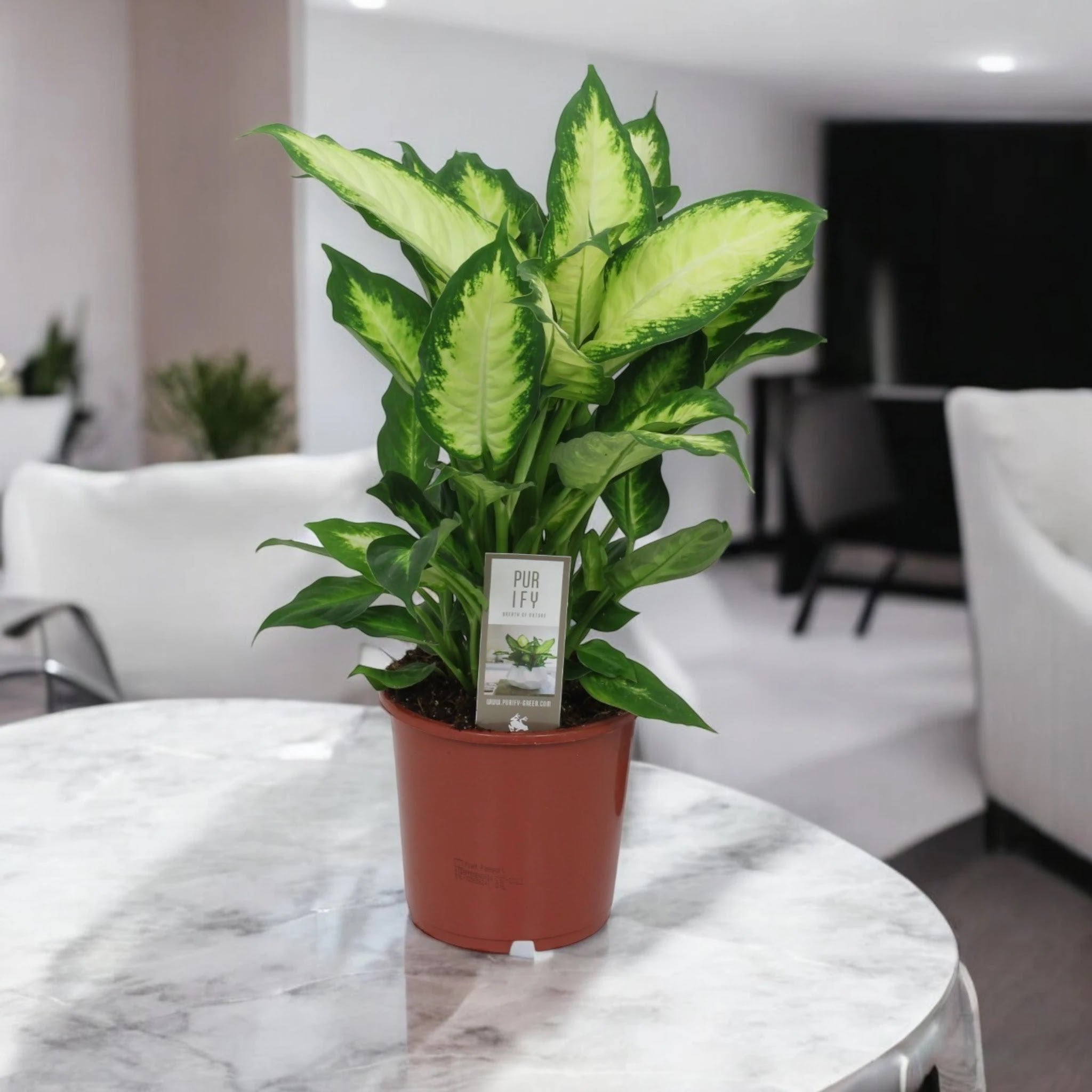 Dieffenbachia 'Camilla'