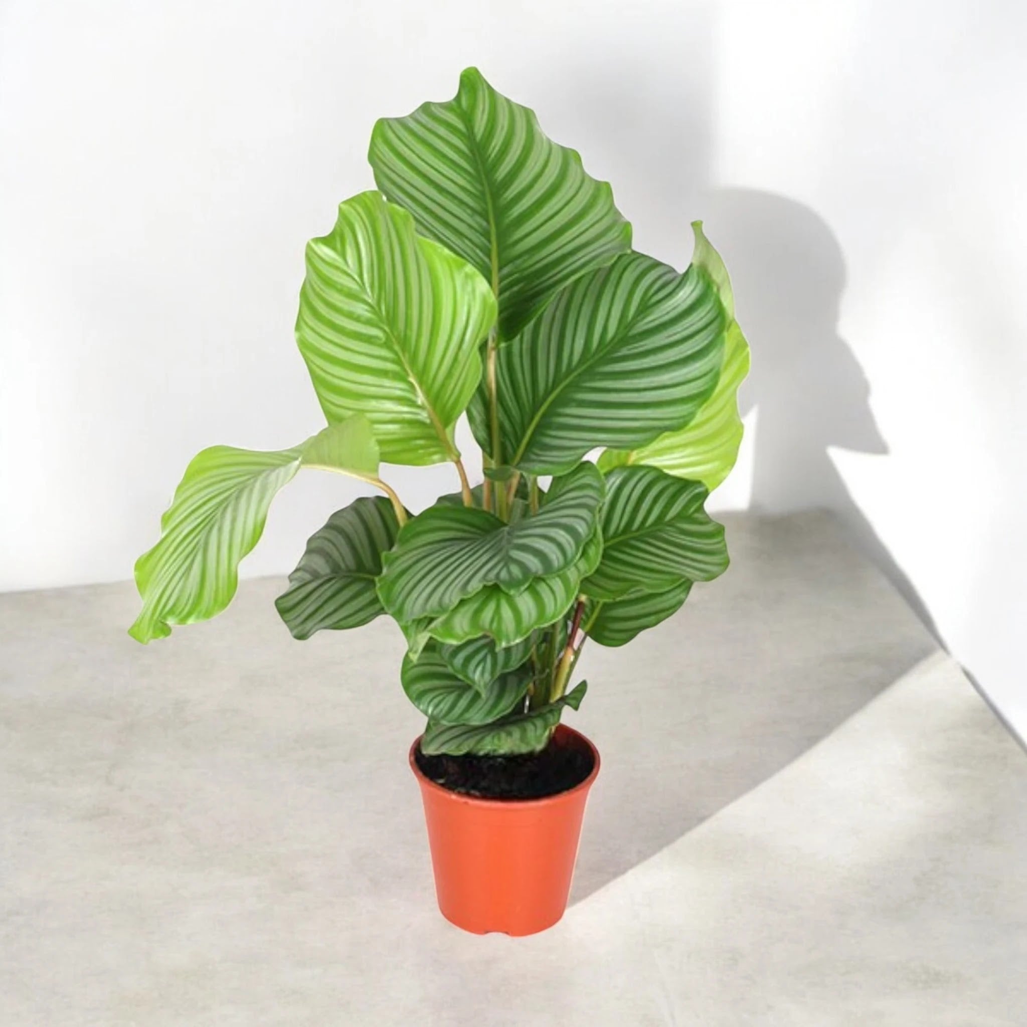 Calathea orbifolia