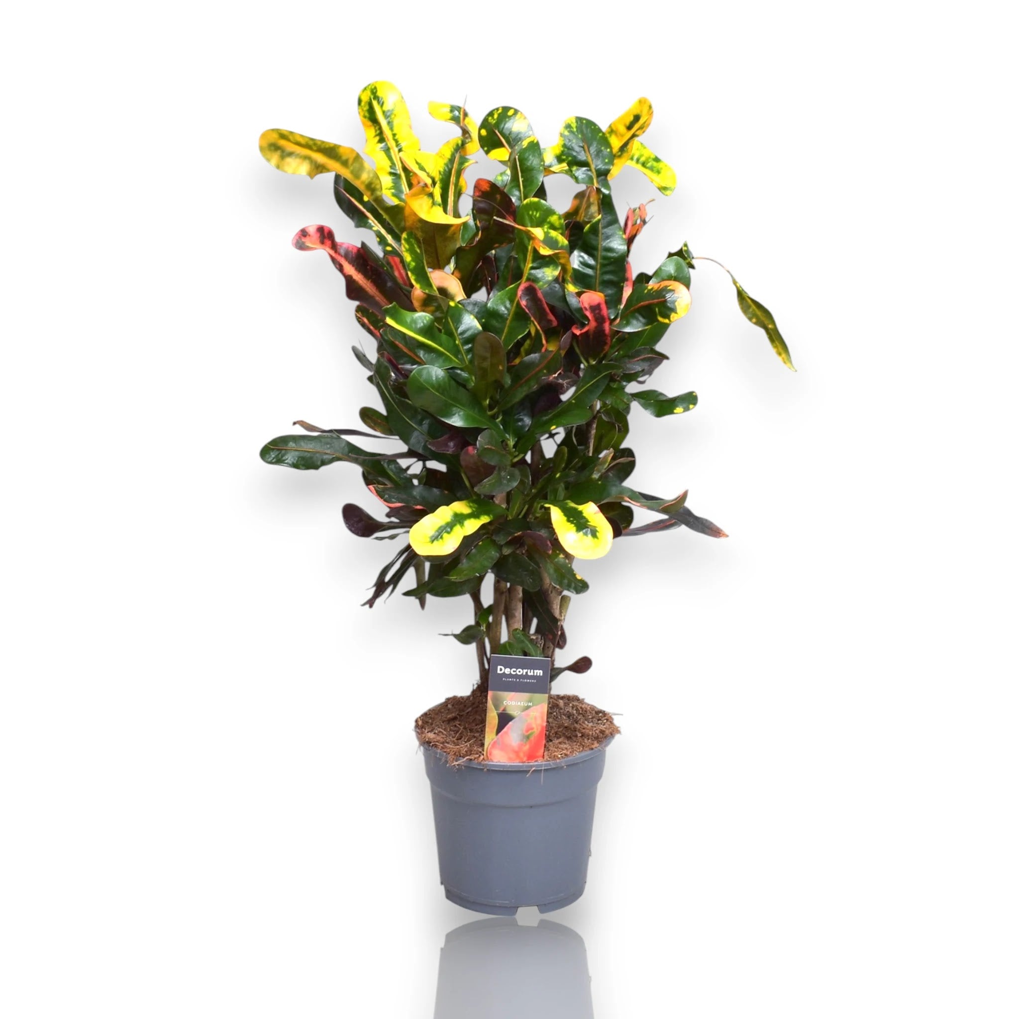 Codiaeum variegatum Mammi in vaso con foglie strette multicolori verde giallo arancione rosso
