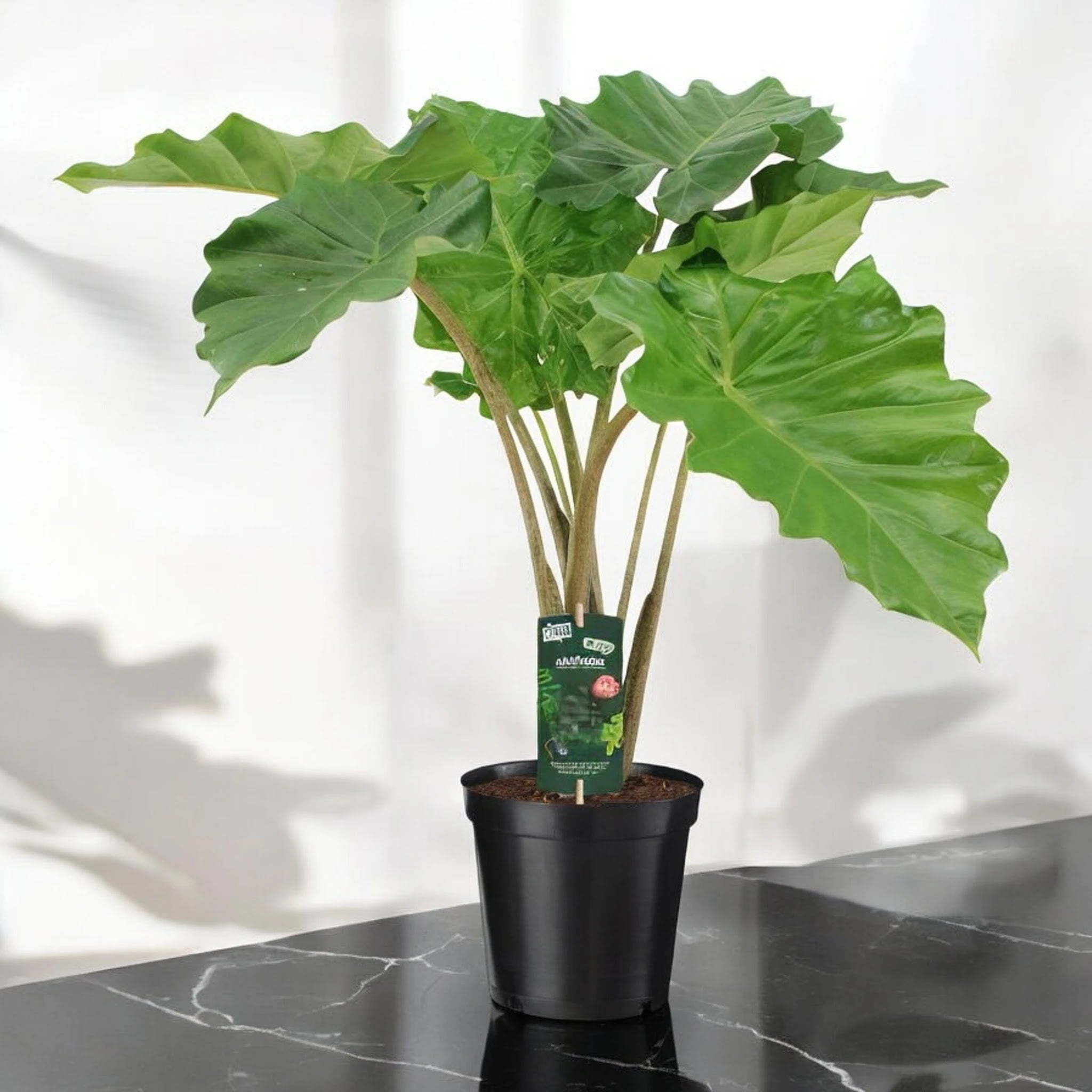 Alocasia 'Portodora'
