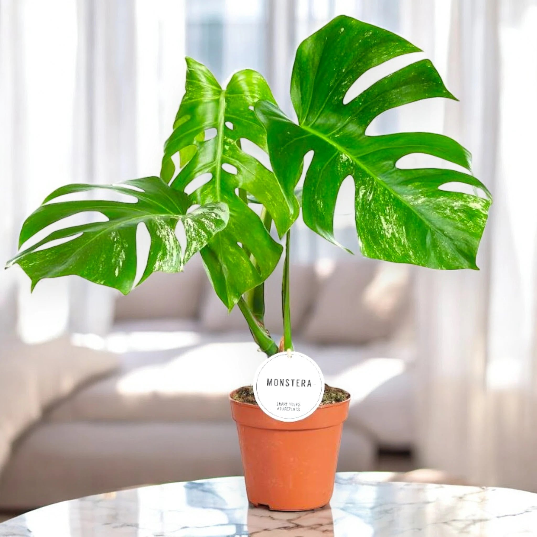 Dettaglio foglia Monstera deliciosa variegata con fenestrazioni e striature bianche naturali
