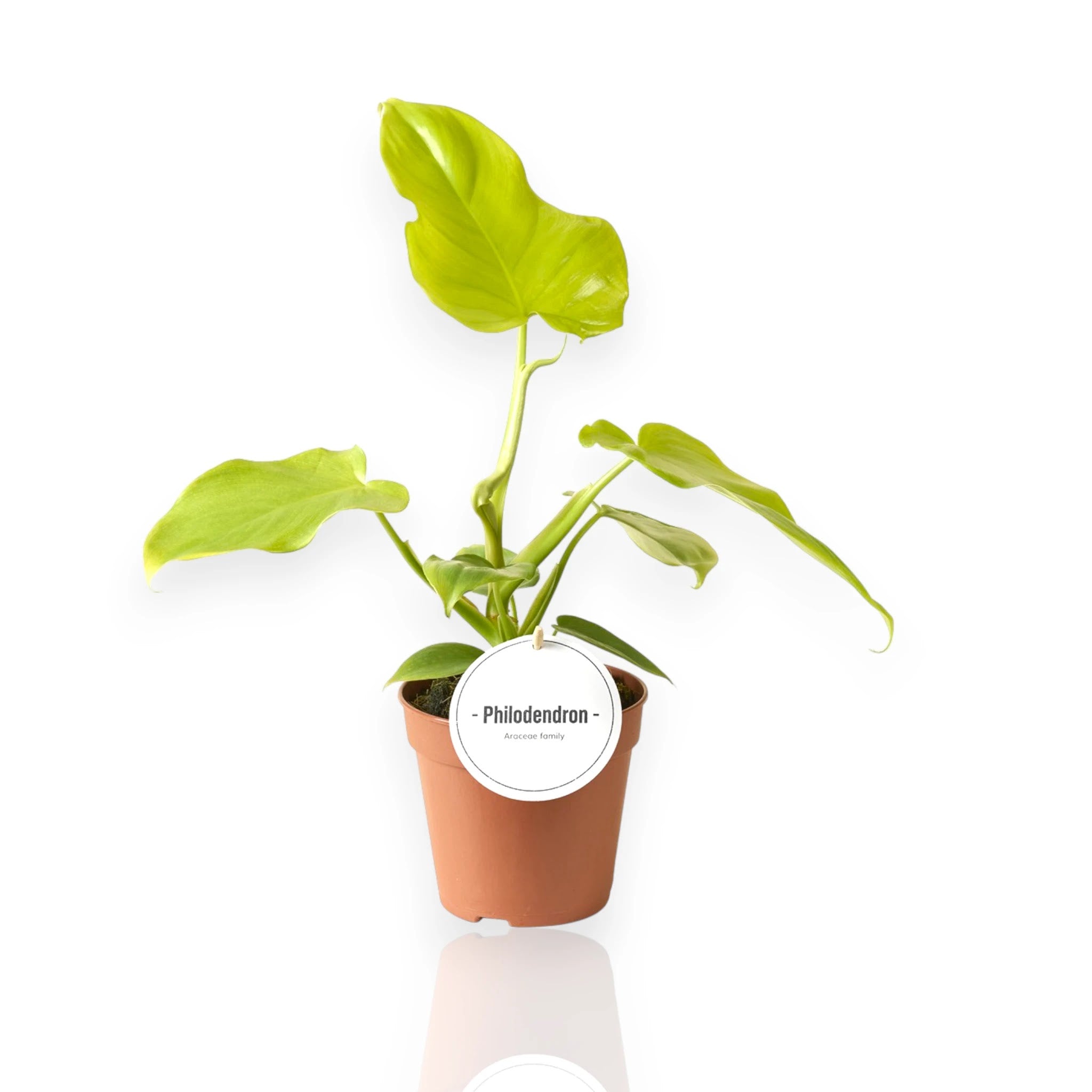 Philodendron 'Golden violin'