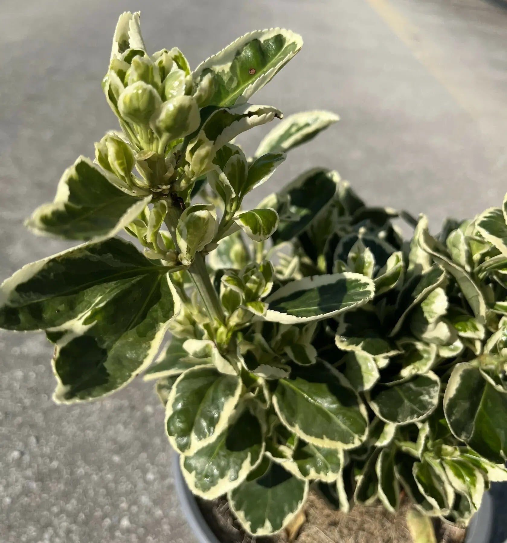 Euonymus japonica Kathy arbusto sempreverde con foglie verdi bordate di bianco in giardino