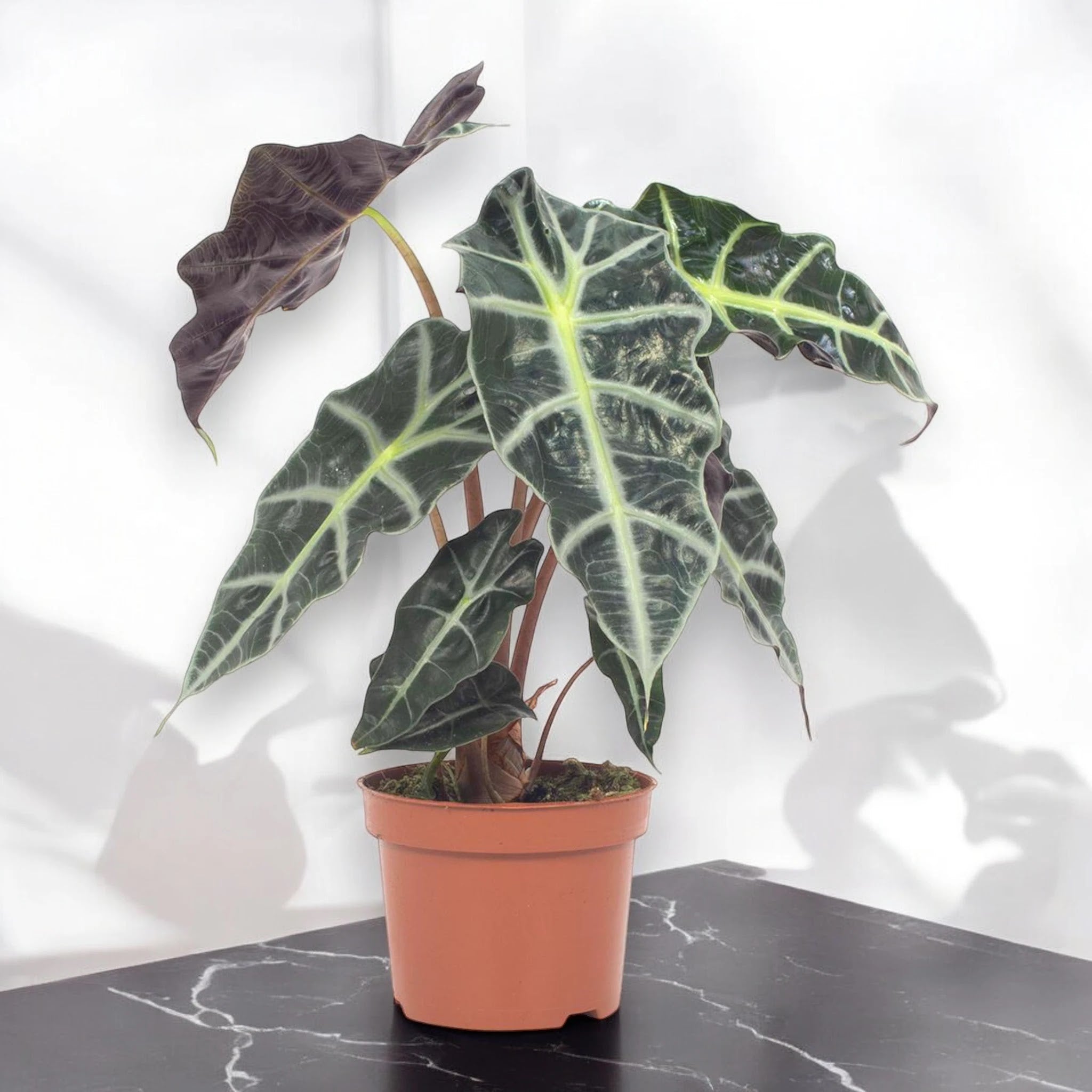 Alocasia 'Polly'