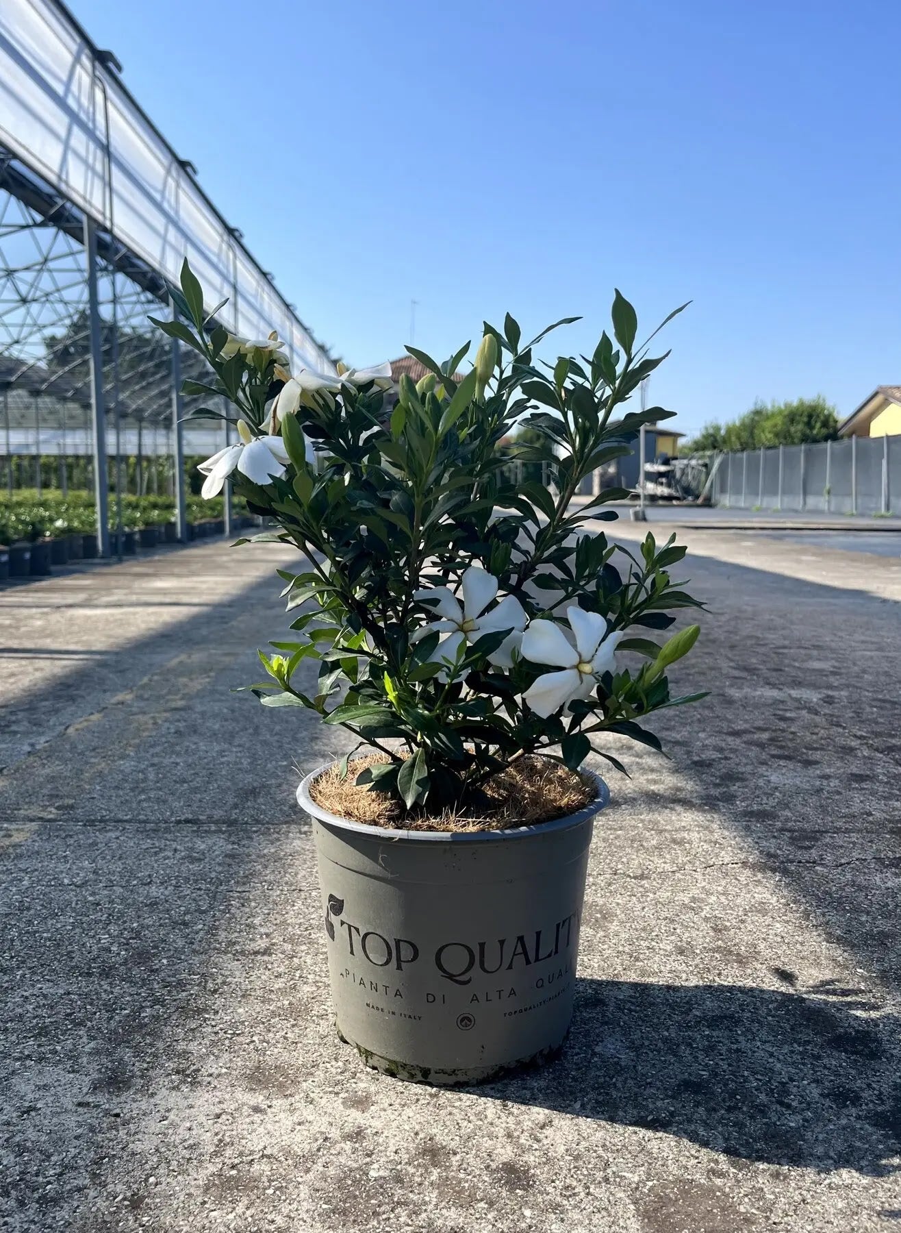 Fiore bianco profumato di Gardenia jasminoides Sweet Heart con foglie verde scuro lucide