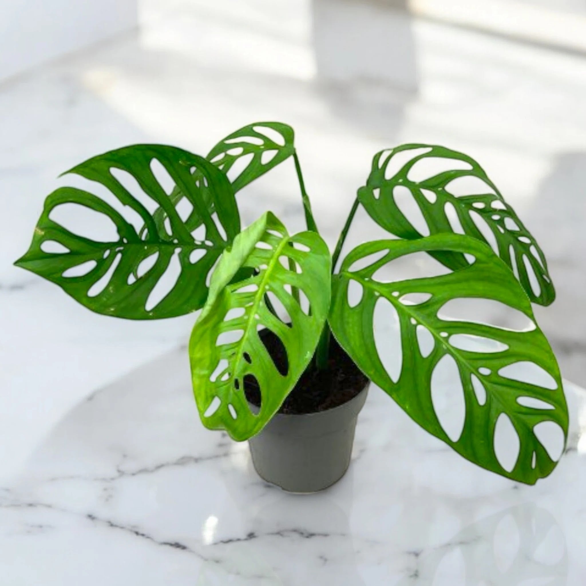 Philodendron 'Esqueleto'