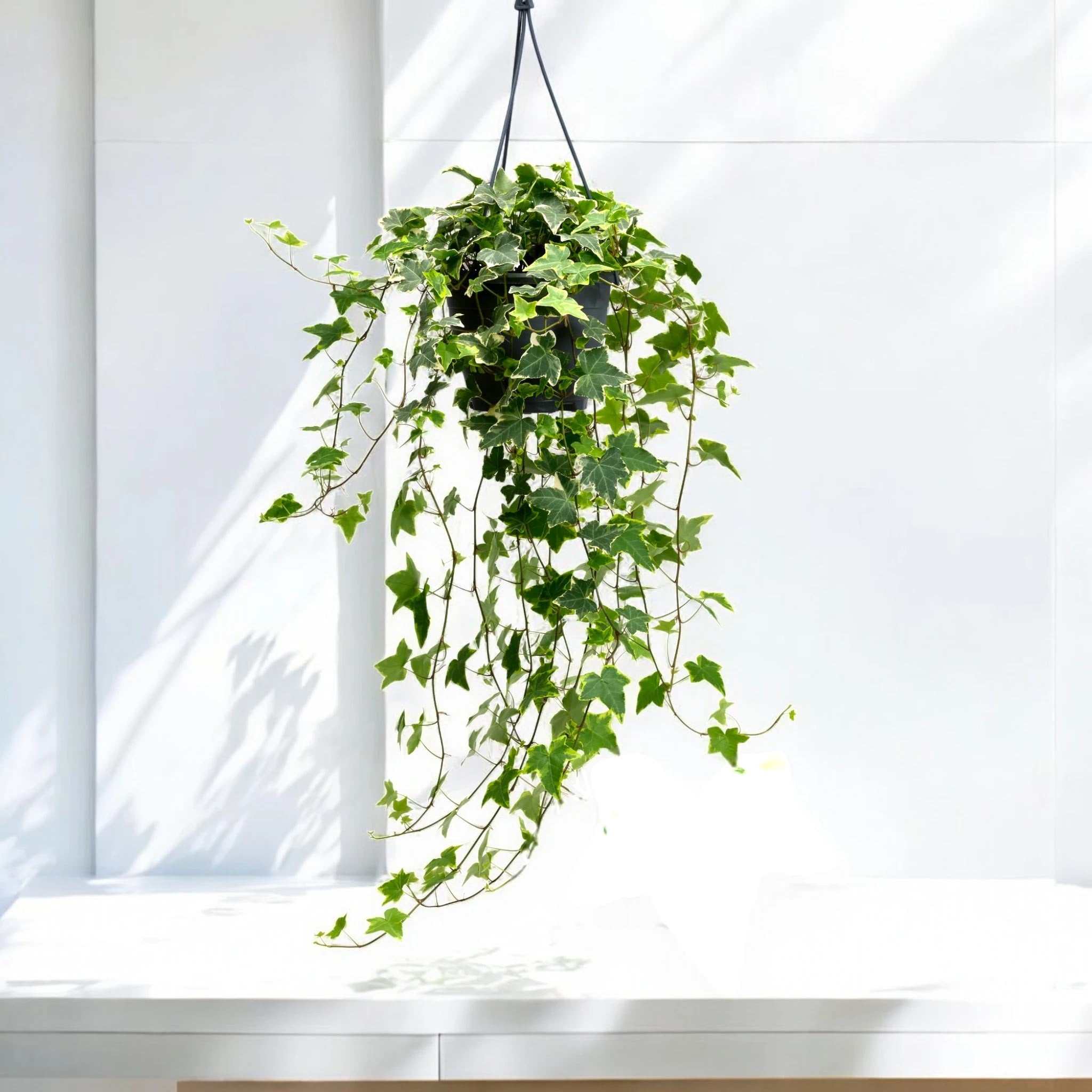 Edera - Hedera helix 'Goldchild'