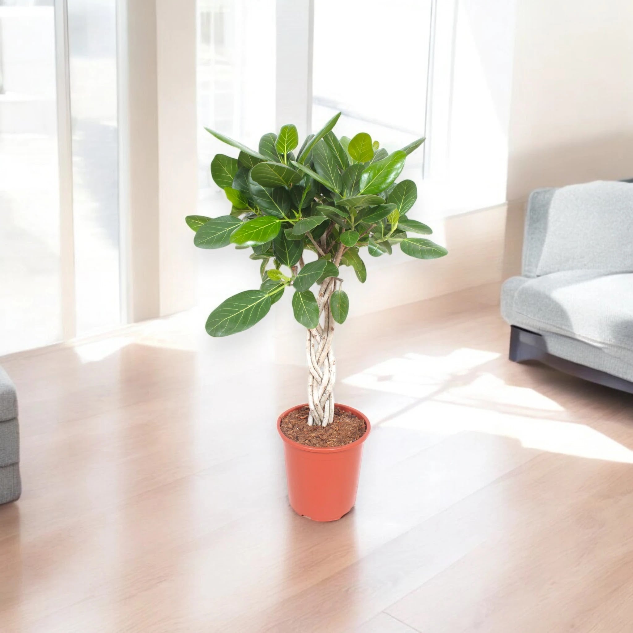 Ficus benghalensis