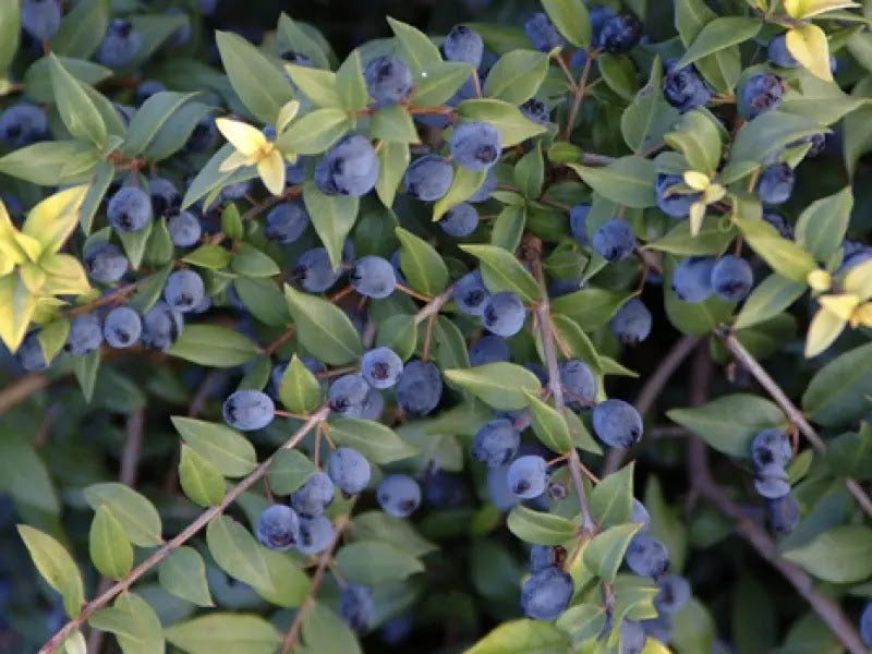 Fiori bianchi delicati di Myrtus communis con stami evidenti e foglie ovali lucide