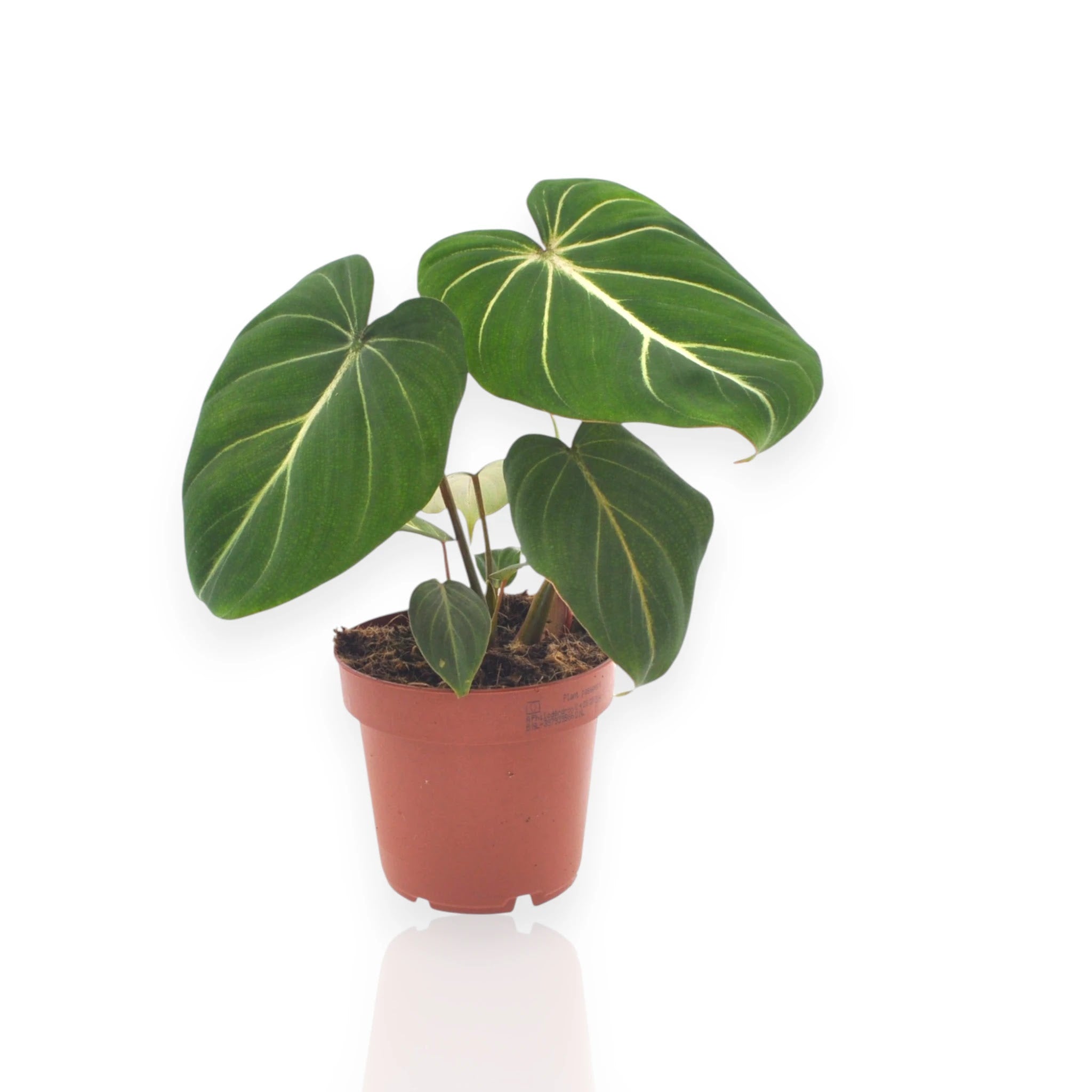 Philodendron gloriosum con foglie vellutate verde scuro e venature bianche in vaso decorativo da interno