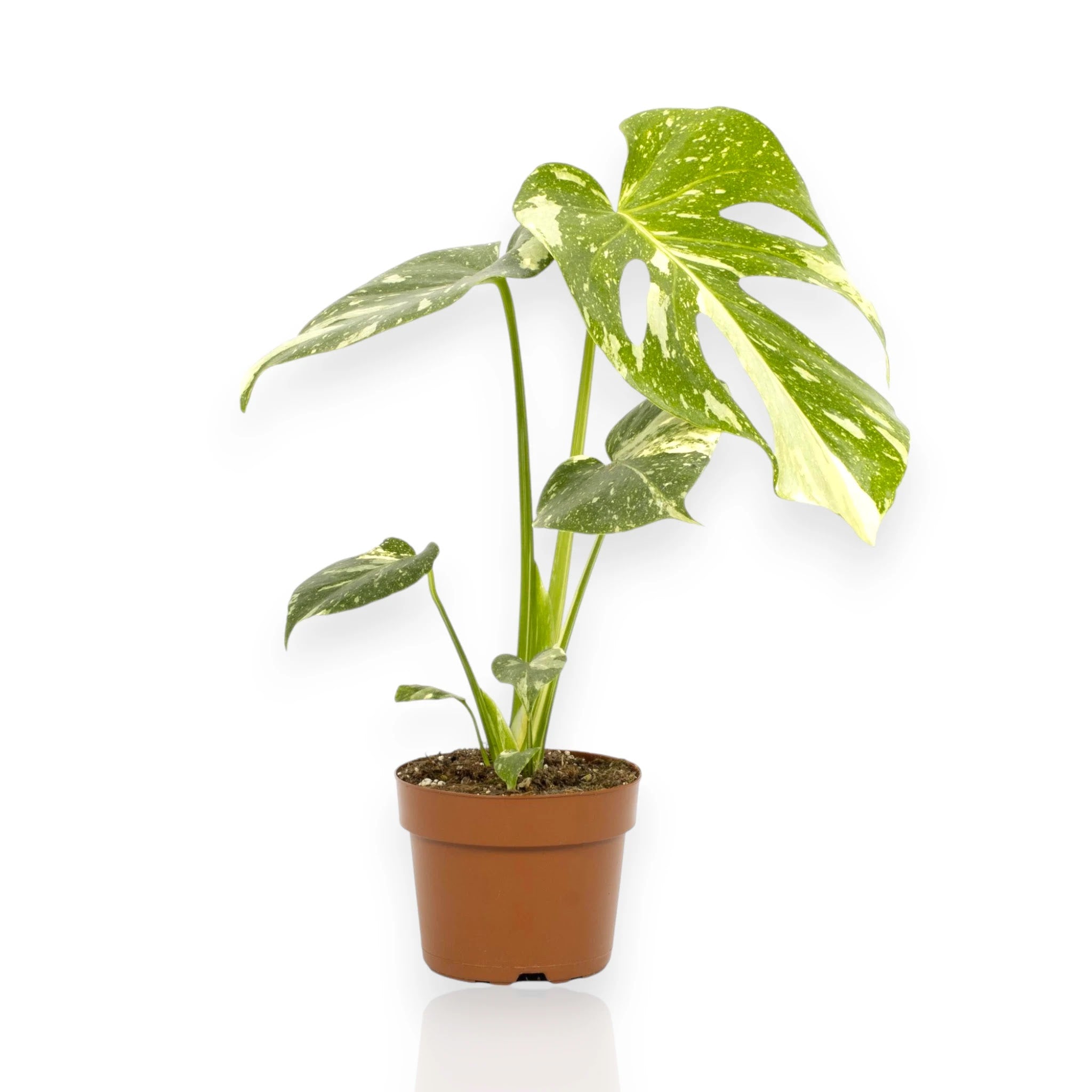 Monstera deliciosa con foglie fenestrate in vaso decorativo, perfetta come pianta da interno scenografica