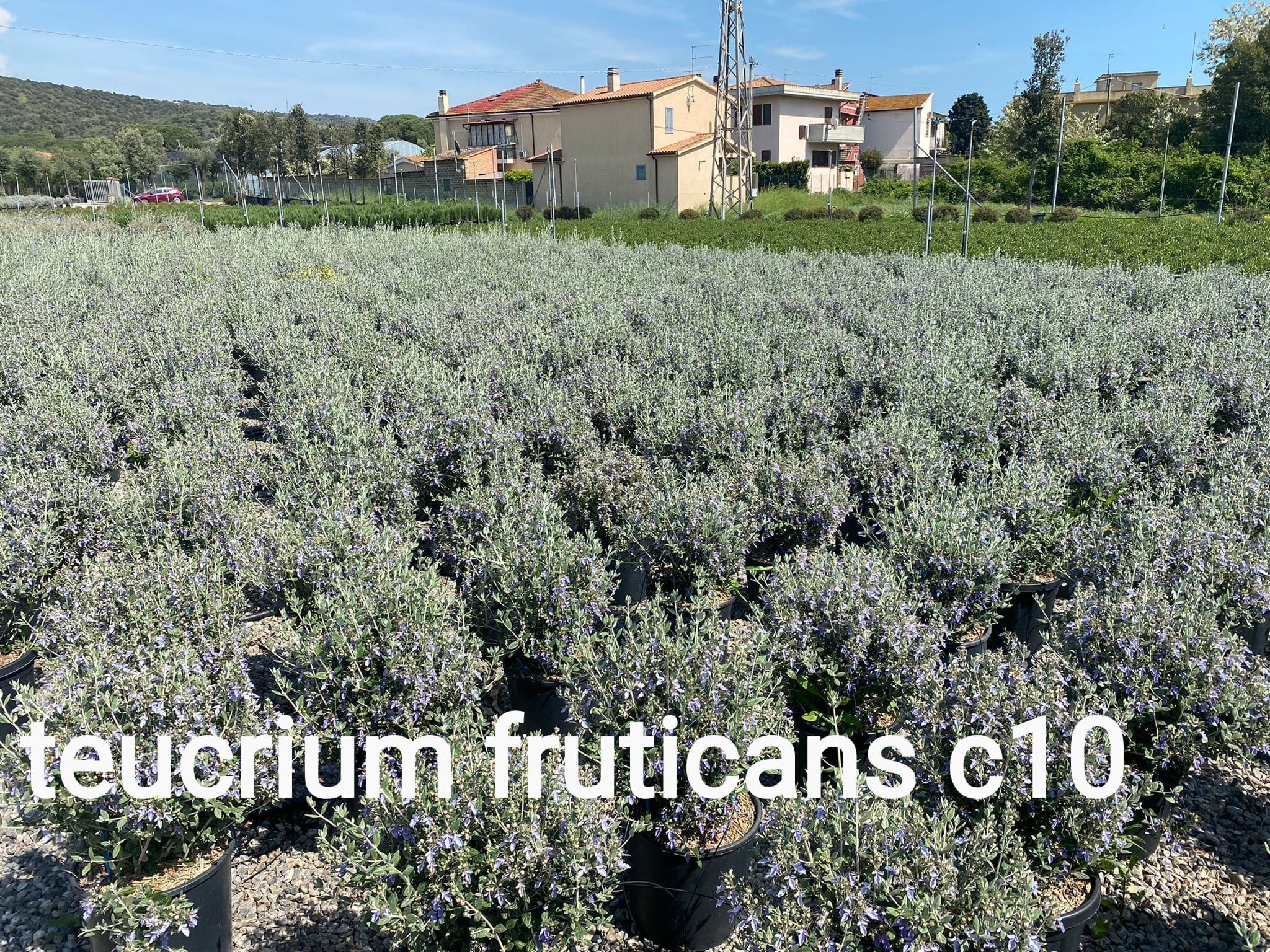 Teucrium fruticans arbusto sempreverde con foglie argentate e fiori azzurri in giardino mediterraneo