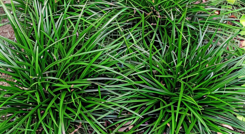 Carex morrowii Irish Green con fogliame verde brillante in ciuffi compatti da giardino