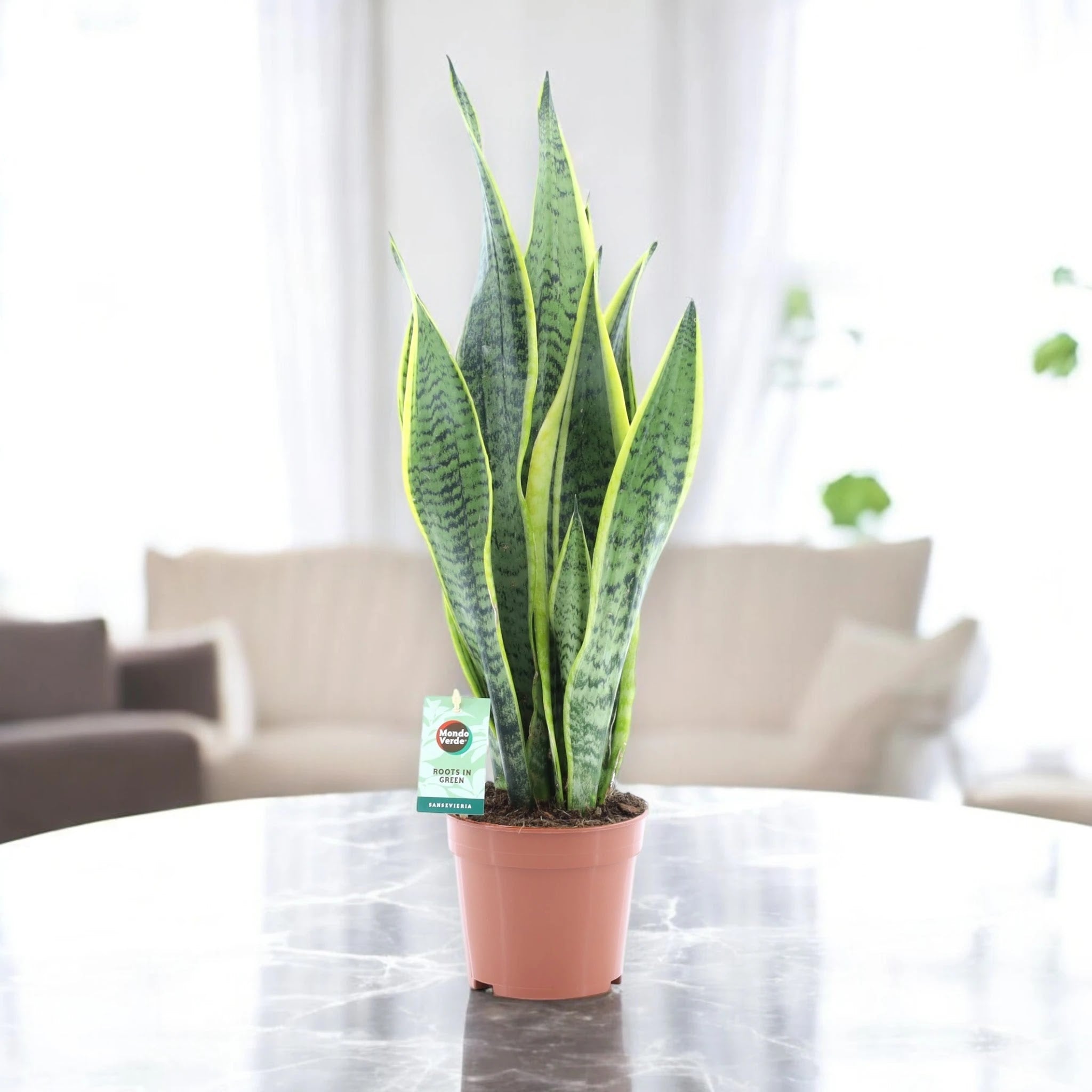 Sansevieria trifasciata 'Laurentii'