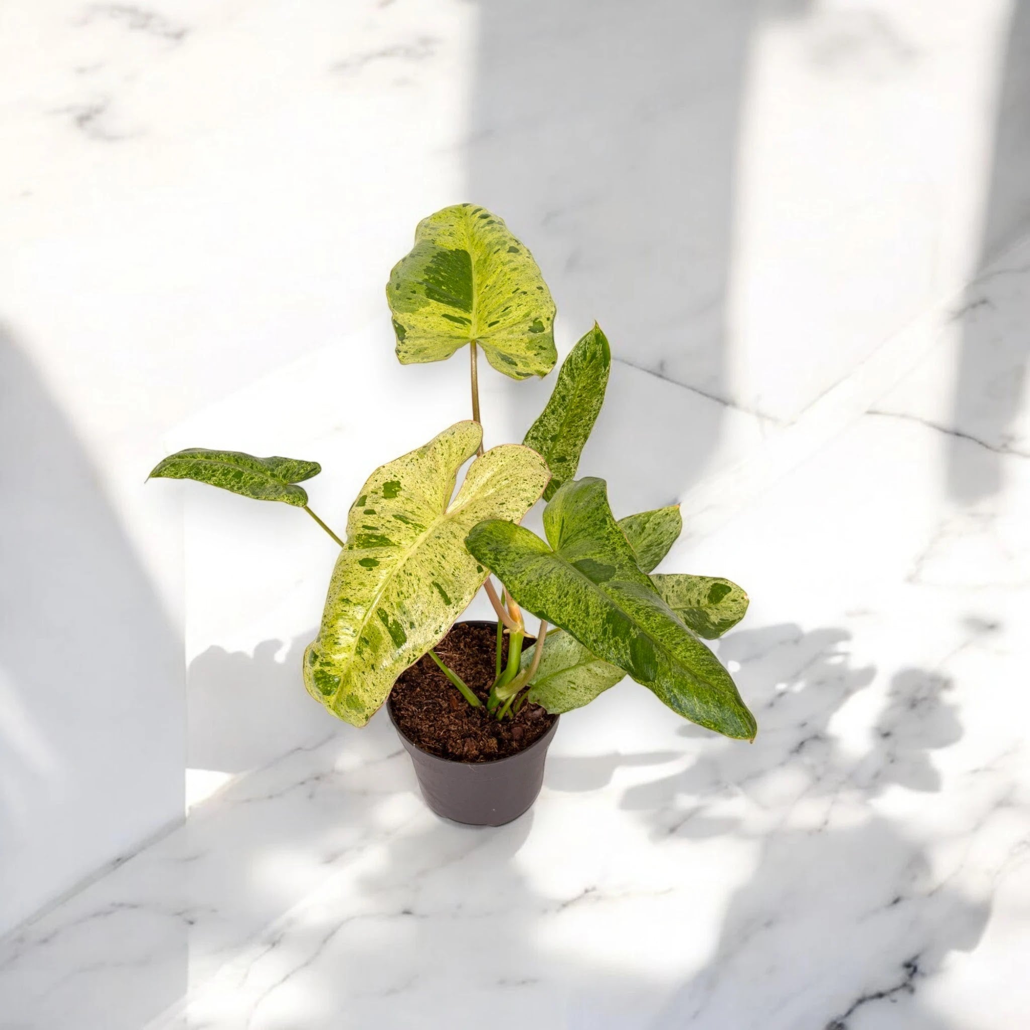 Dettaglio foglia Philodendron Paraiso Verde con variegature marmorizzate verde e crema