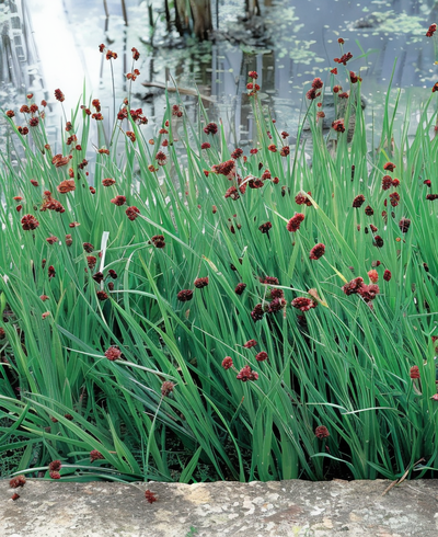 Giunco Ensifolius - Juncus ensifolius