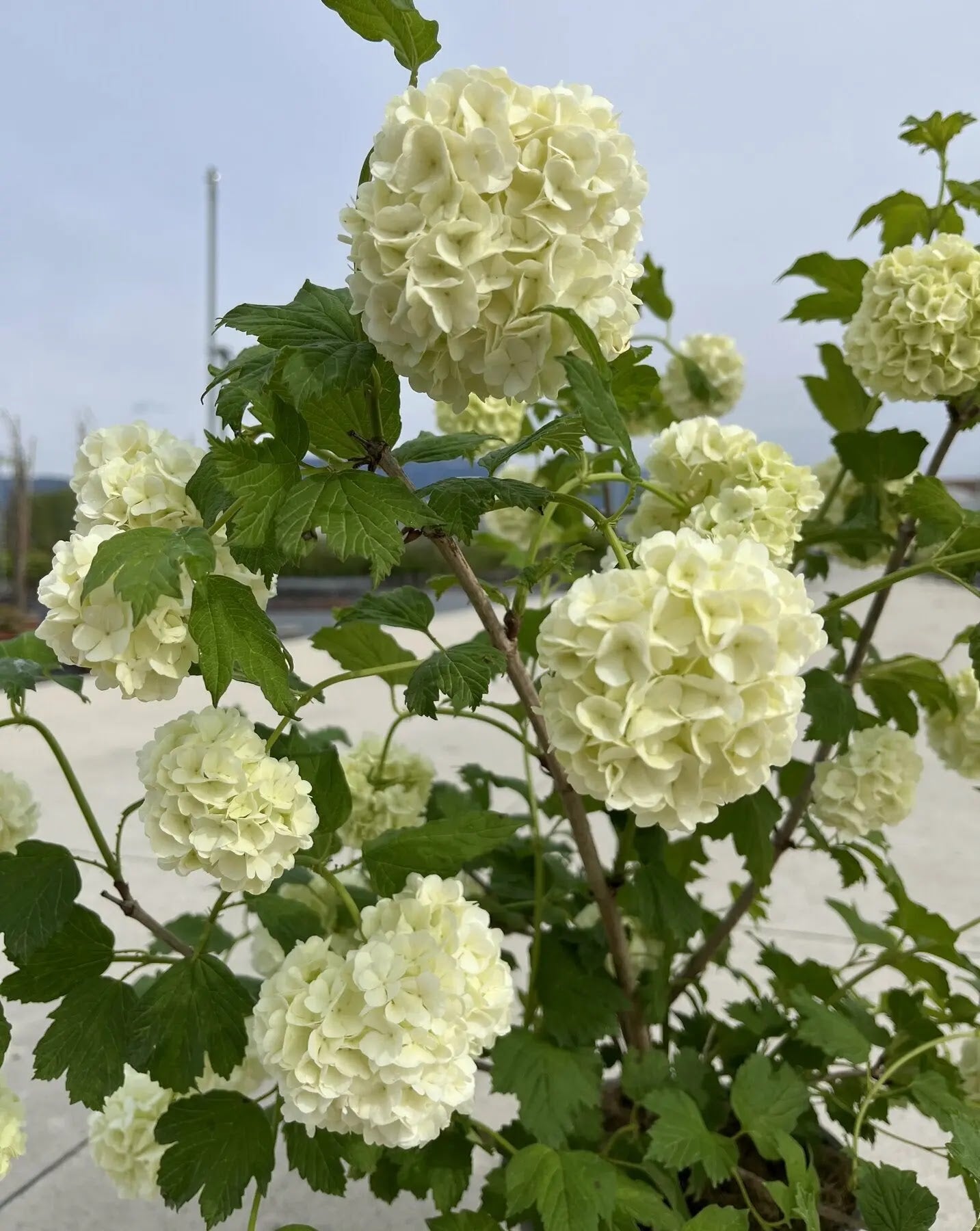 Viburno - Viburnum opulus 'Roseum'