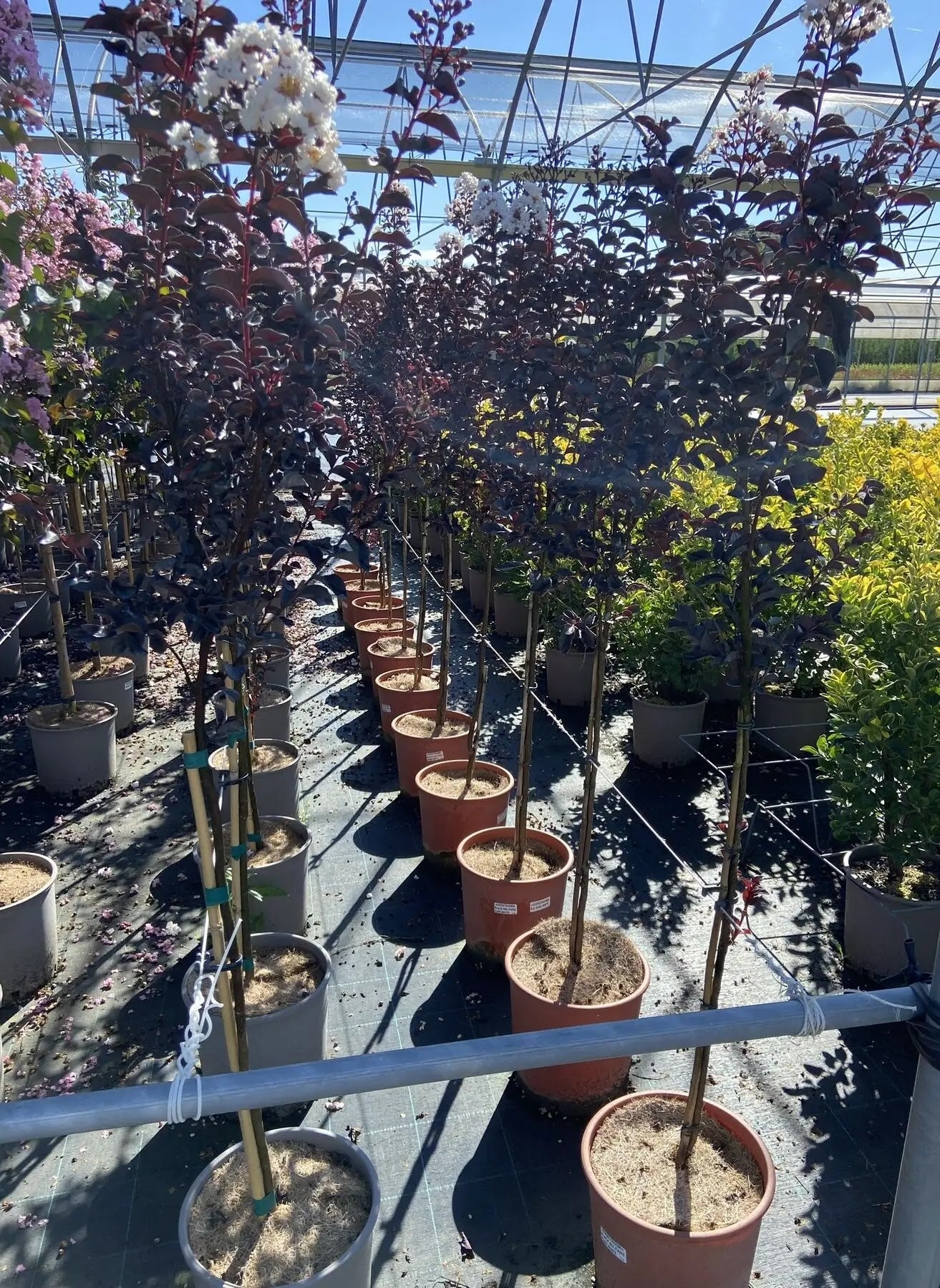 Lagerstroemia indica 'Black Solitaire Pure White'