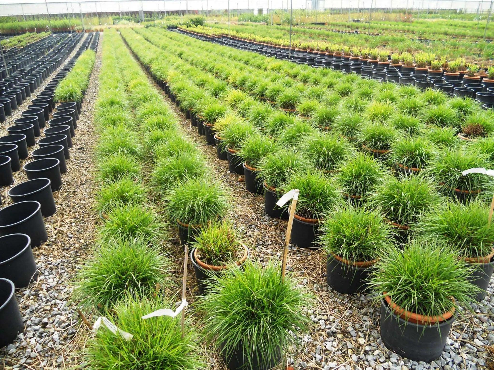 Pennisetum alopecuroides Hameln, graminacea compatta con spighe bianco-verdi in giardino