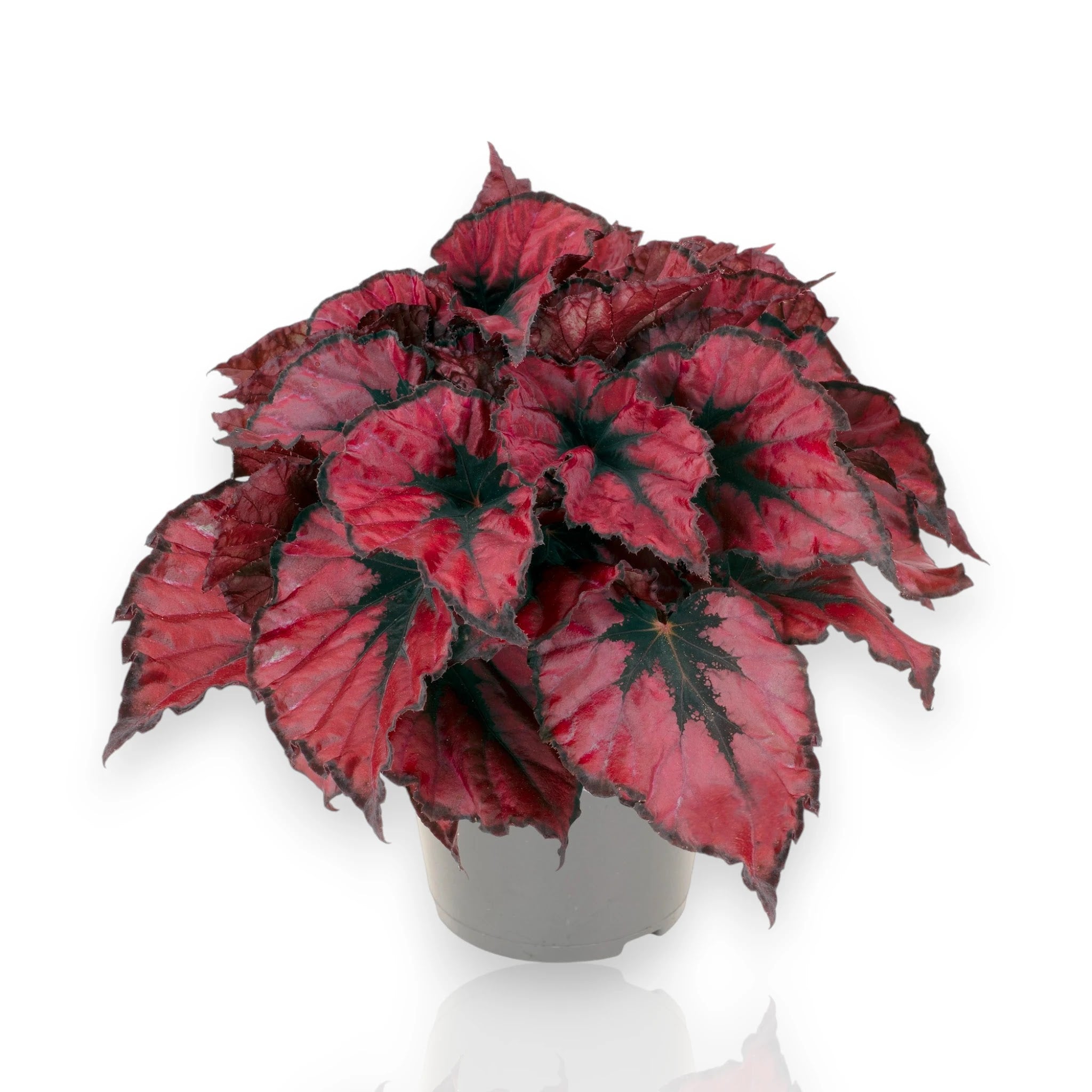 Begonia rex Kohala red in vaso con foglie rosse e argentate in ambiente luminoso da interno