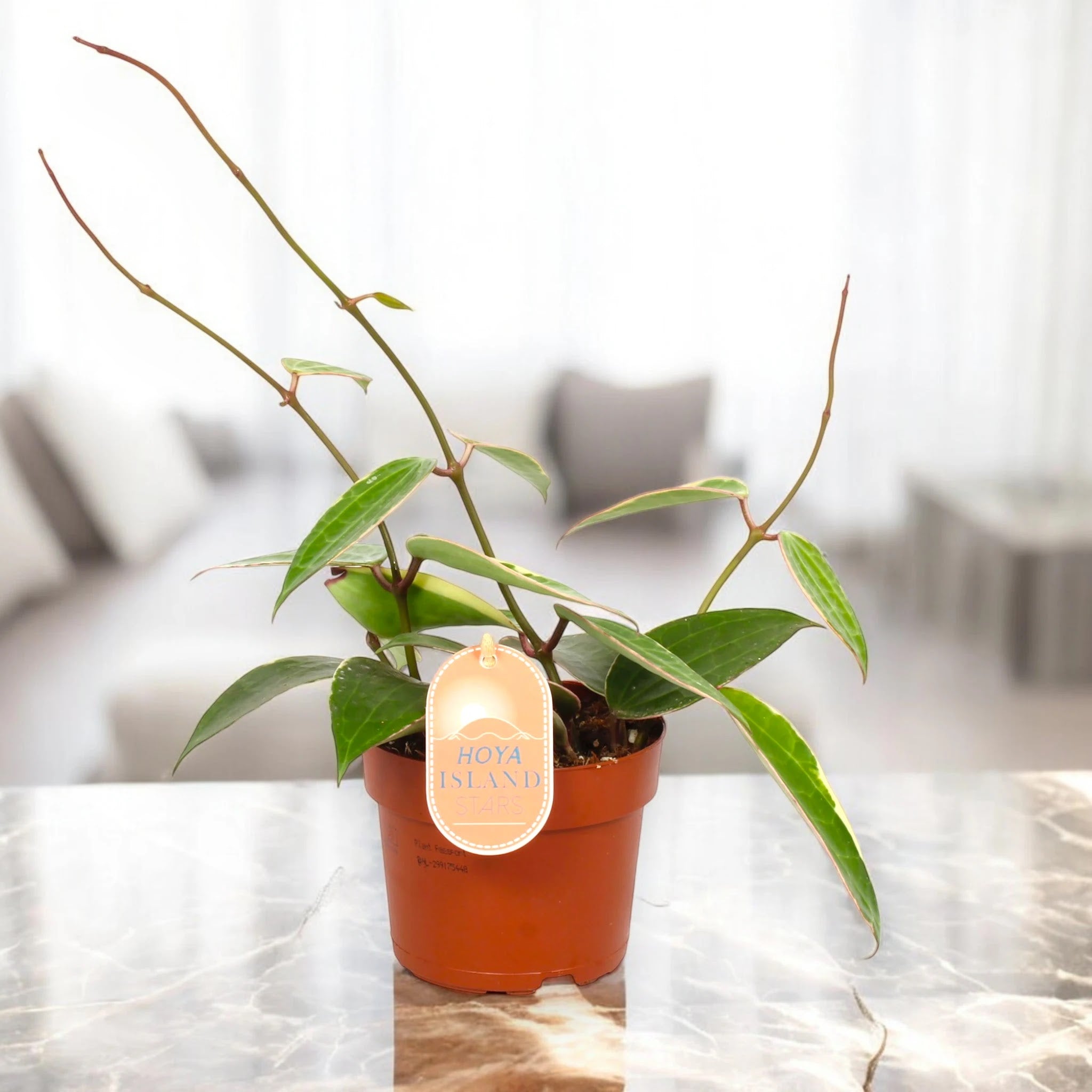 Dettaglio foglie carnose Hoya latifolia Albomarginata con variegatura bianco crema sui margini