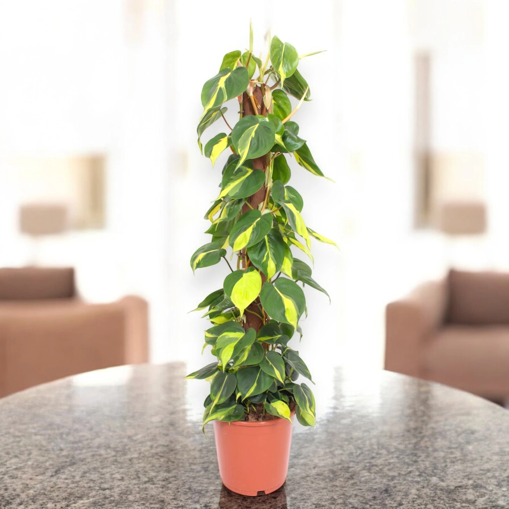Philodendron scandens